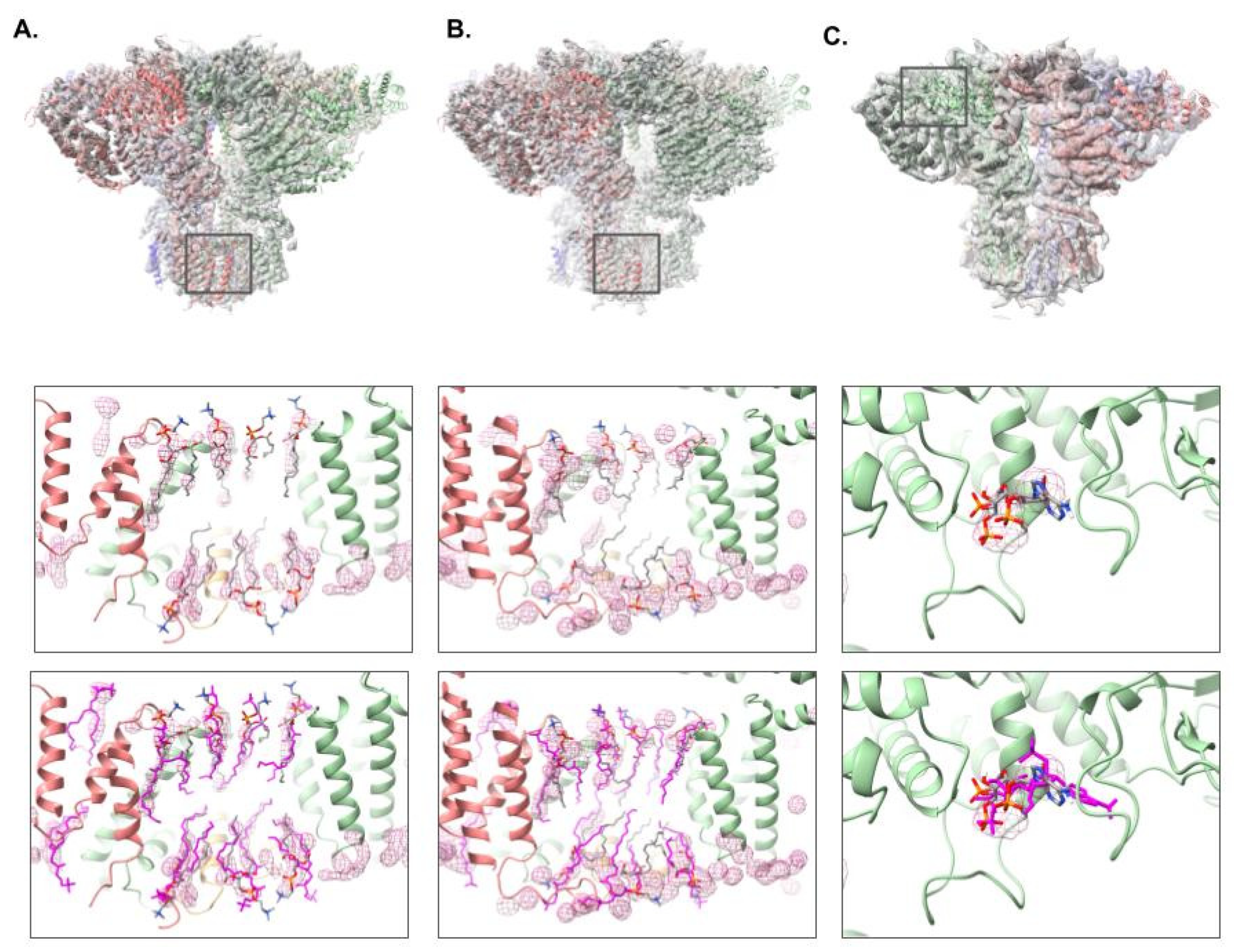 Biomolecules 12 00773 g007