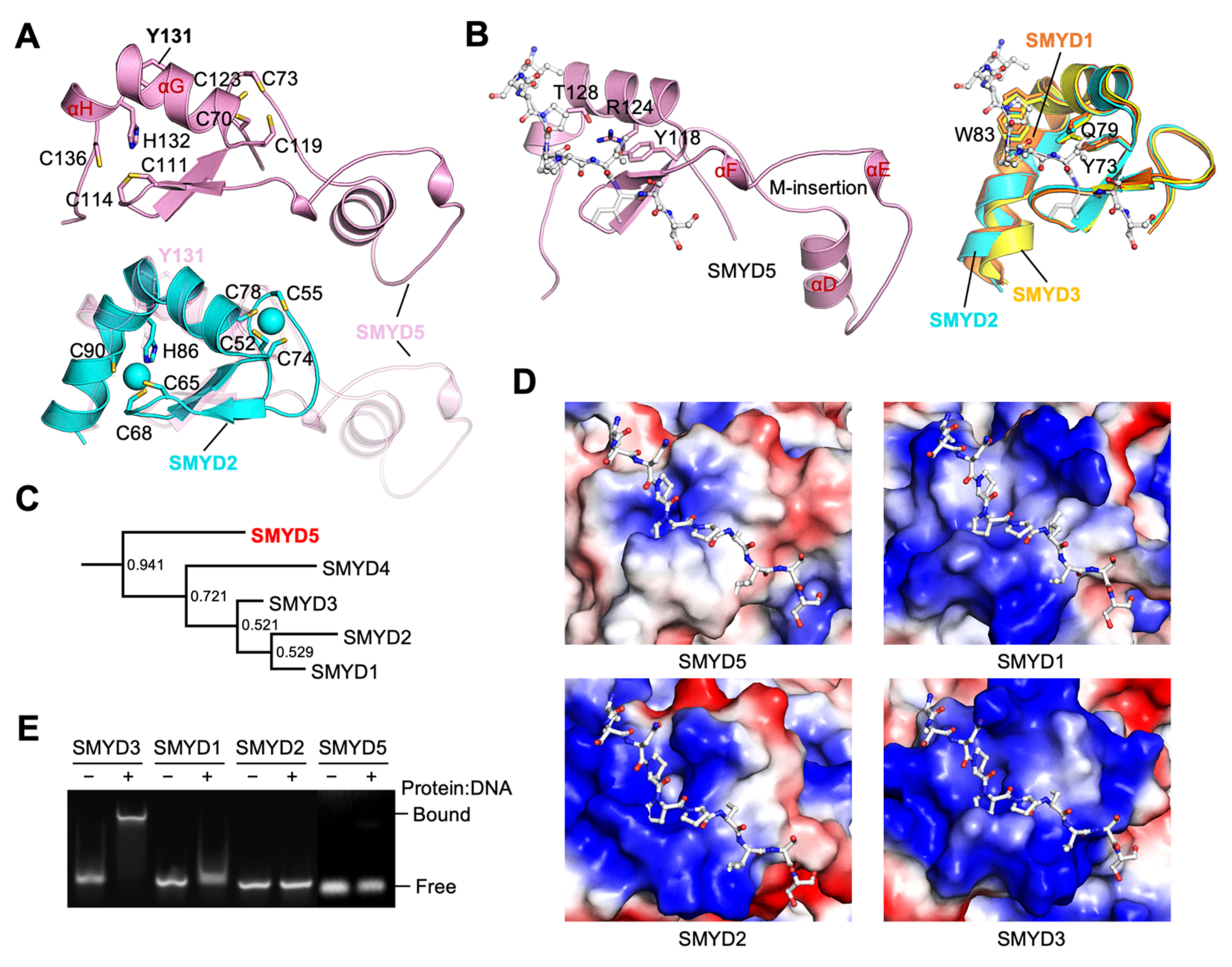 Biomolecules 12 00783 g006 Biomolecules 12 00783 g006