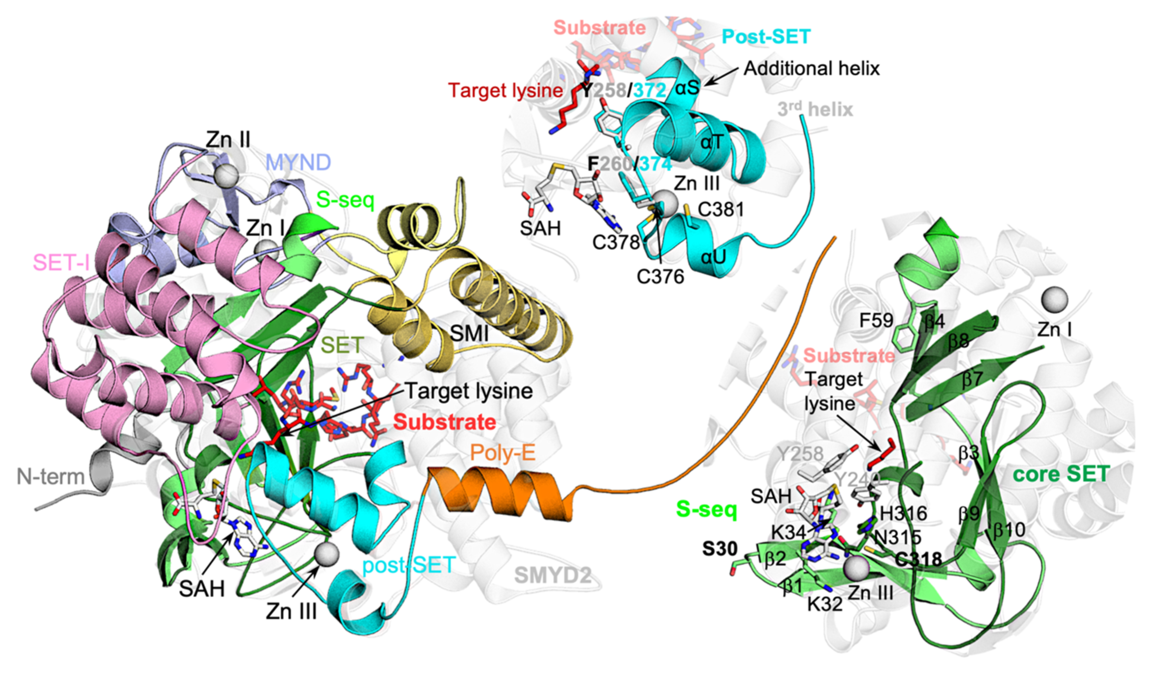 Biomolecules 12 00783 g007 Biomolecules 12 00783 g007