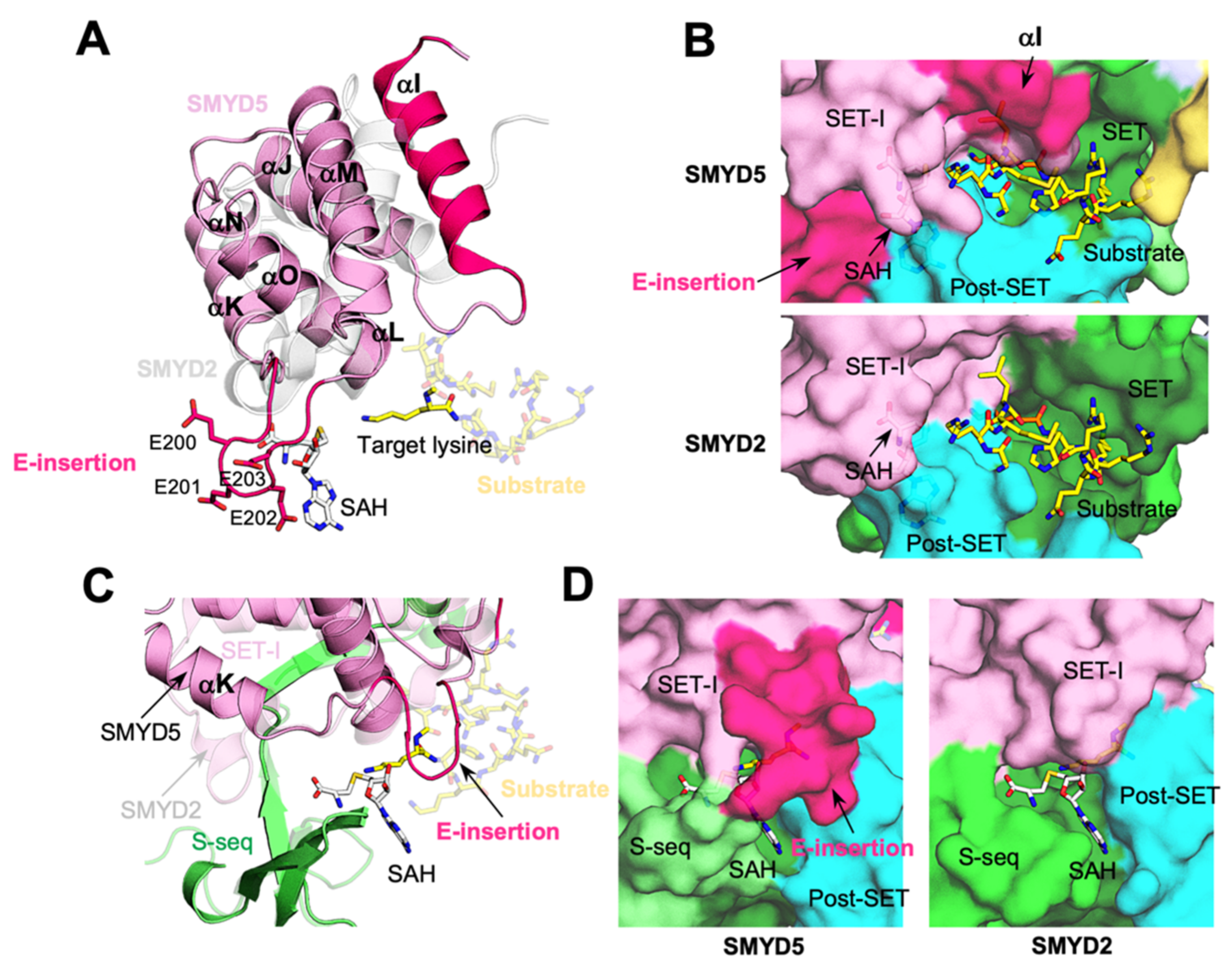 Biomolecules 12 00783 g008 Biomolecules 12 00783 g008