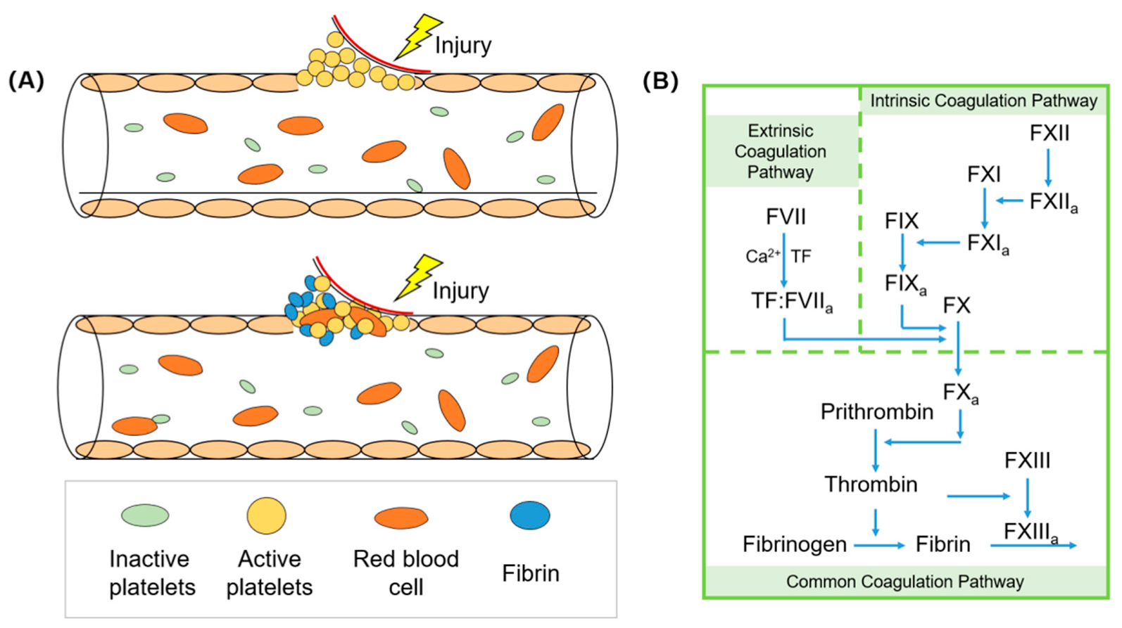 Biomolecules 12 00794 g001
