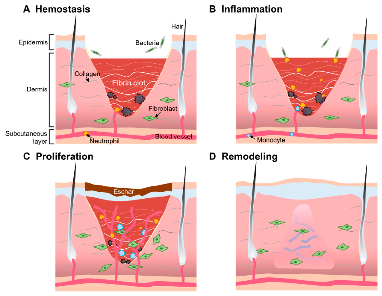 Biomolecules 12 00794 g002