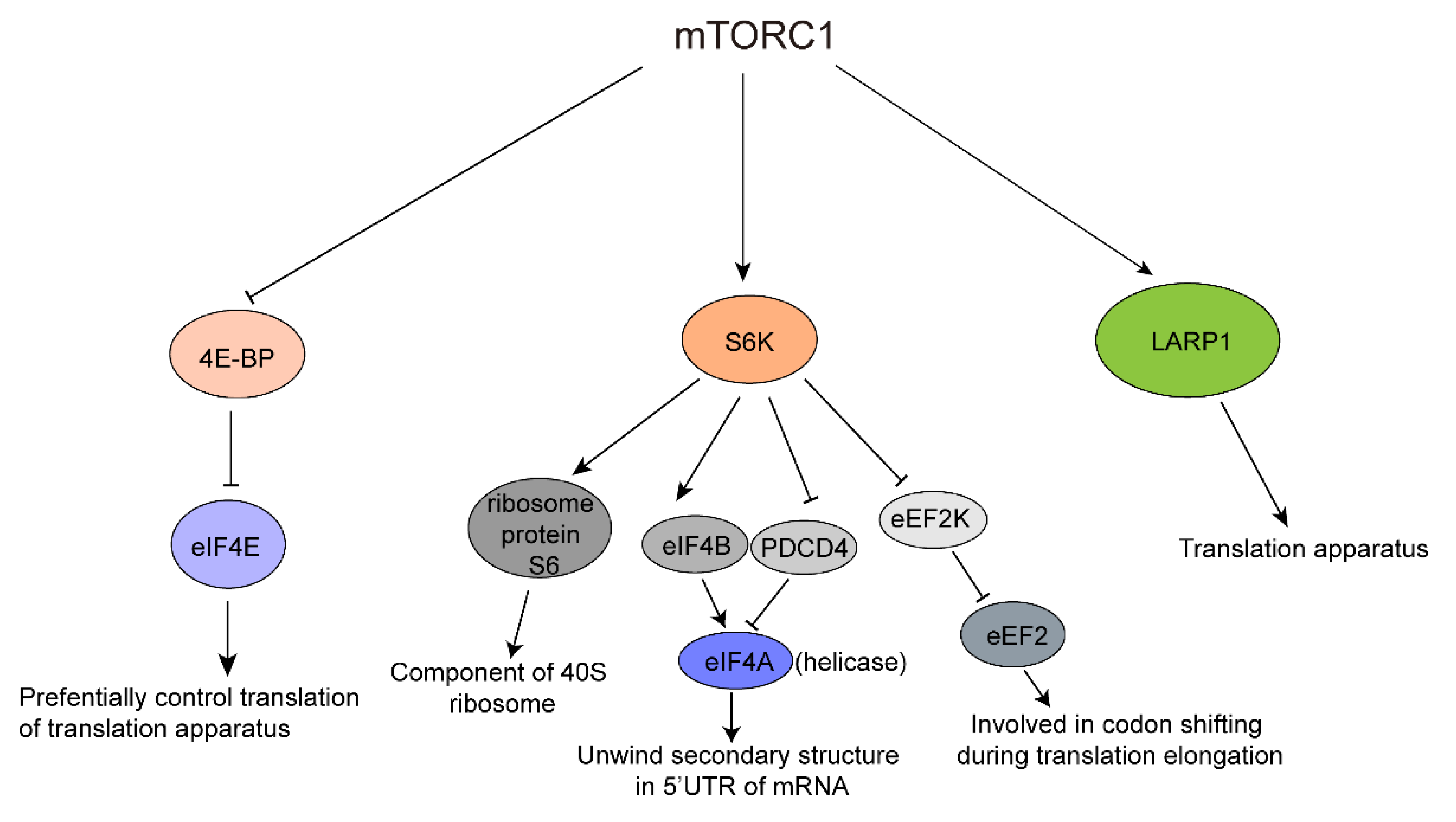 Biomolecules 12 00802 g002