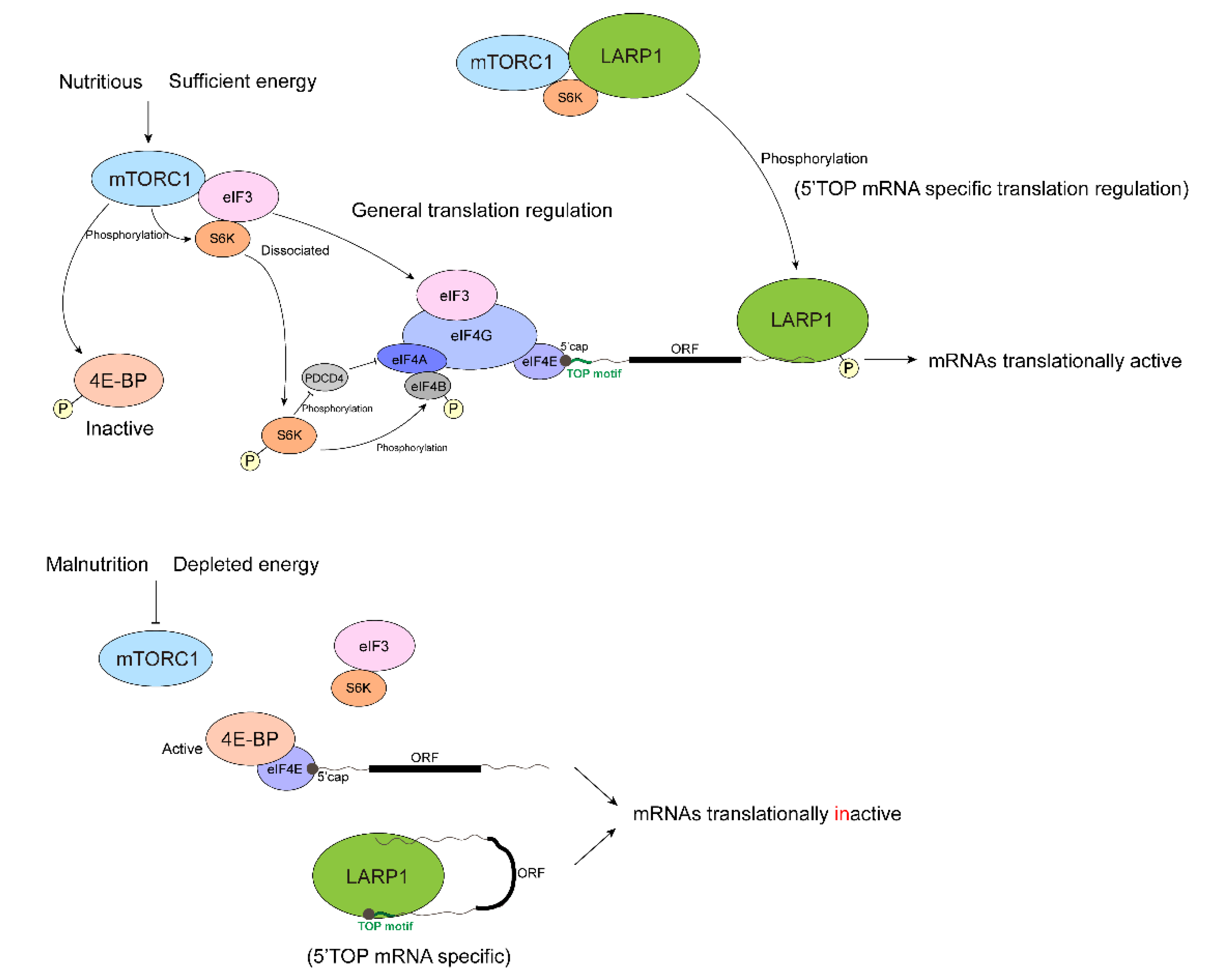 Biomolecules 12 00802 g003