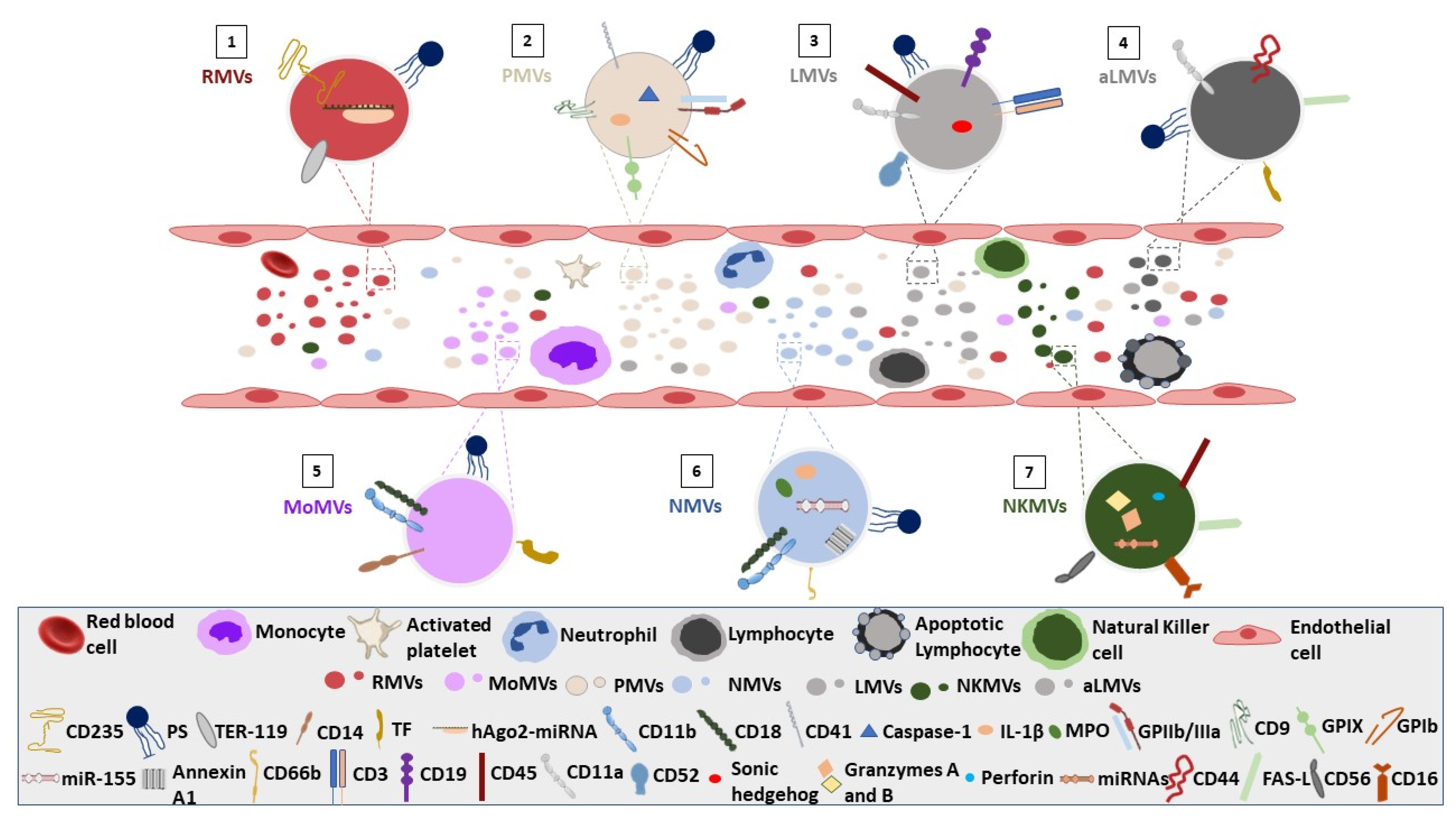 Biomolecules 12 00803 g001 Biomolecules 12 00803 g001