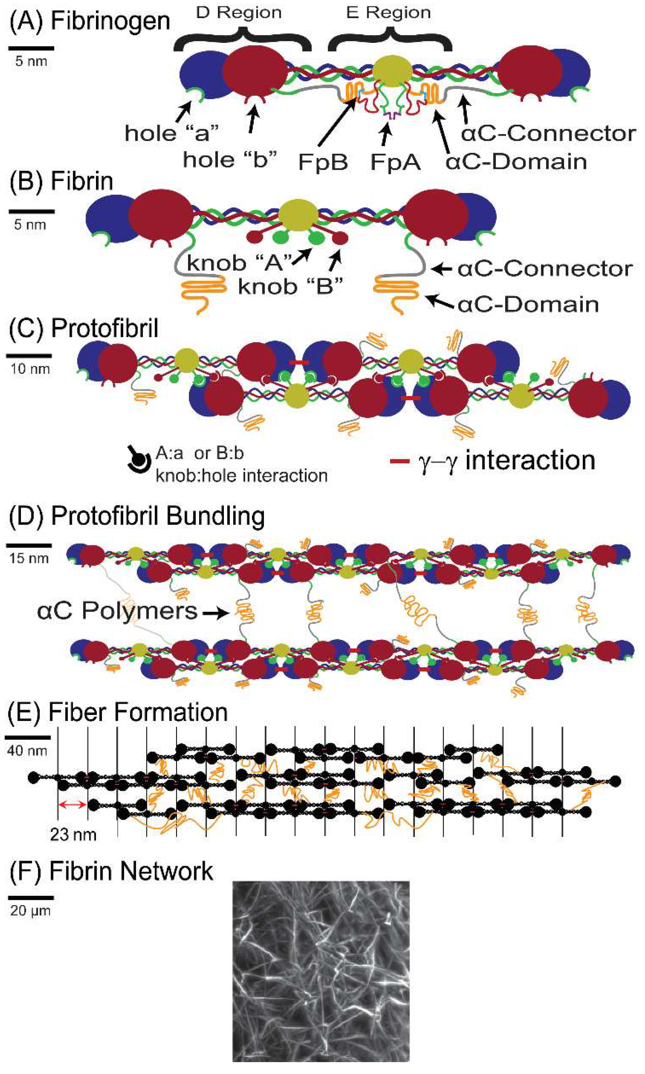 Biomolecules 12 00807 g001