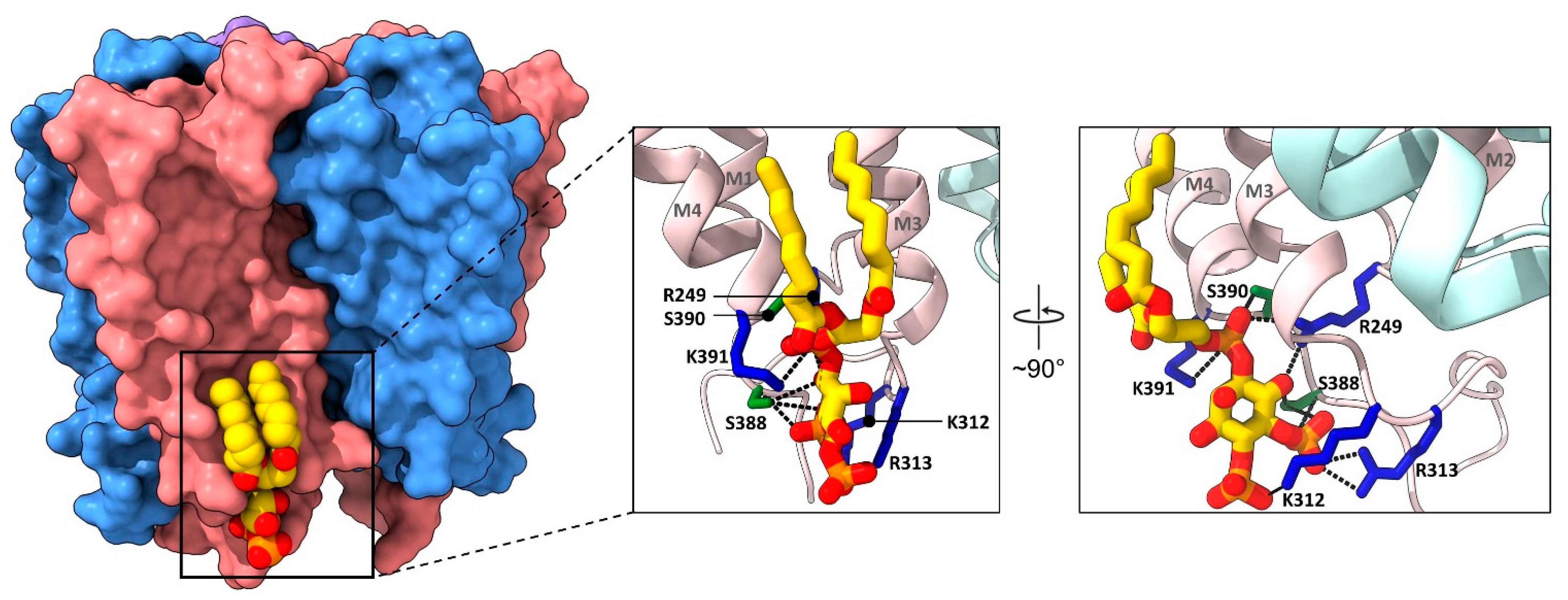 Biomolecules 12 00814 g004