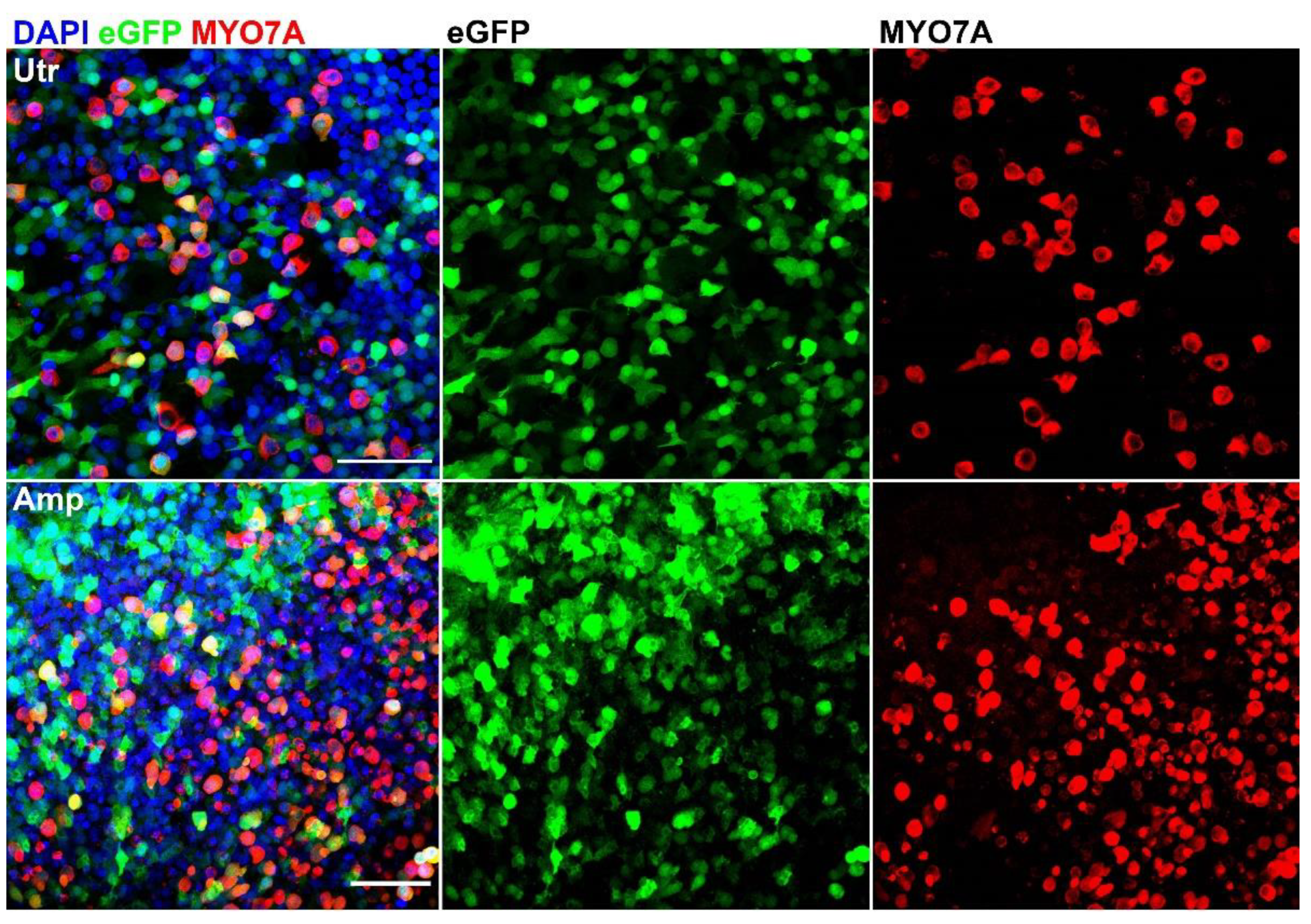 Biomolecules 12 00816 g005 Biomolecules 12 00816 g005