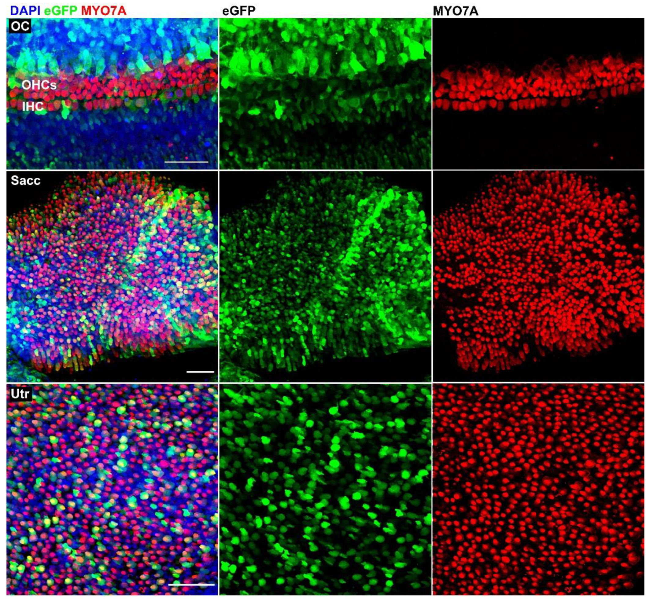 Biomolecules 12 00816 g006 Biomolecules 12 00816 g006