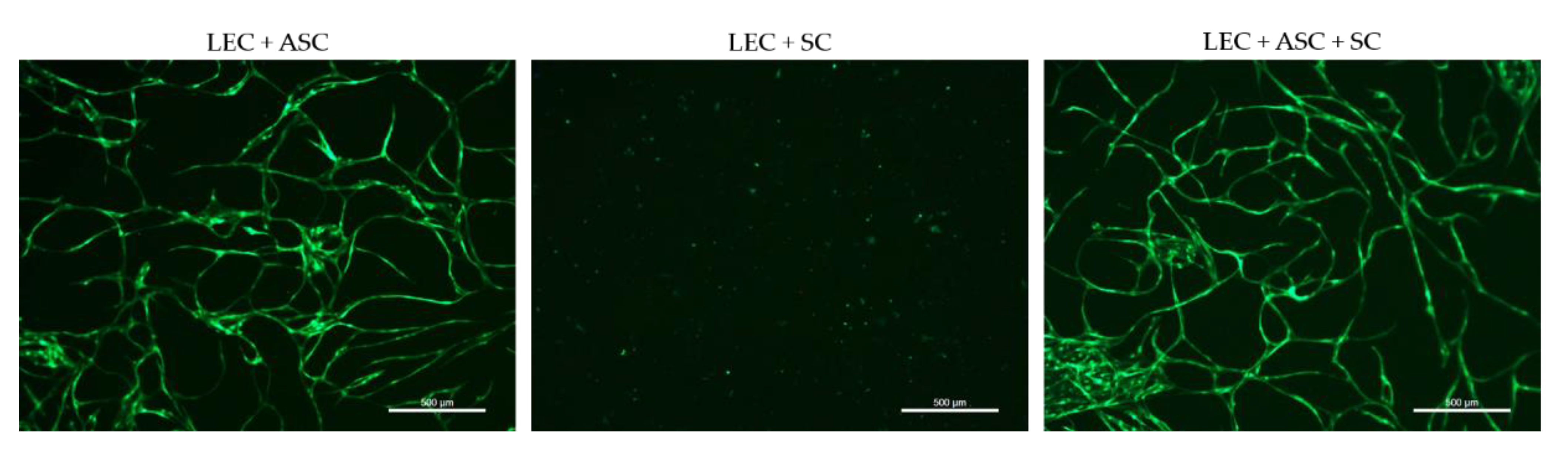 Biomolecules 12 00820 g003