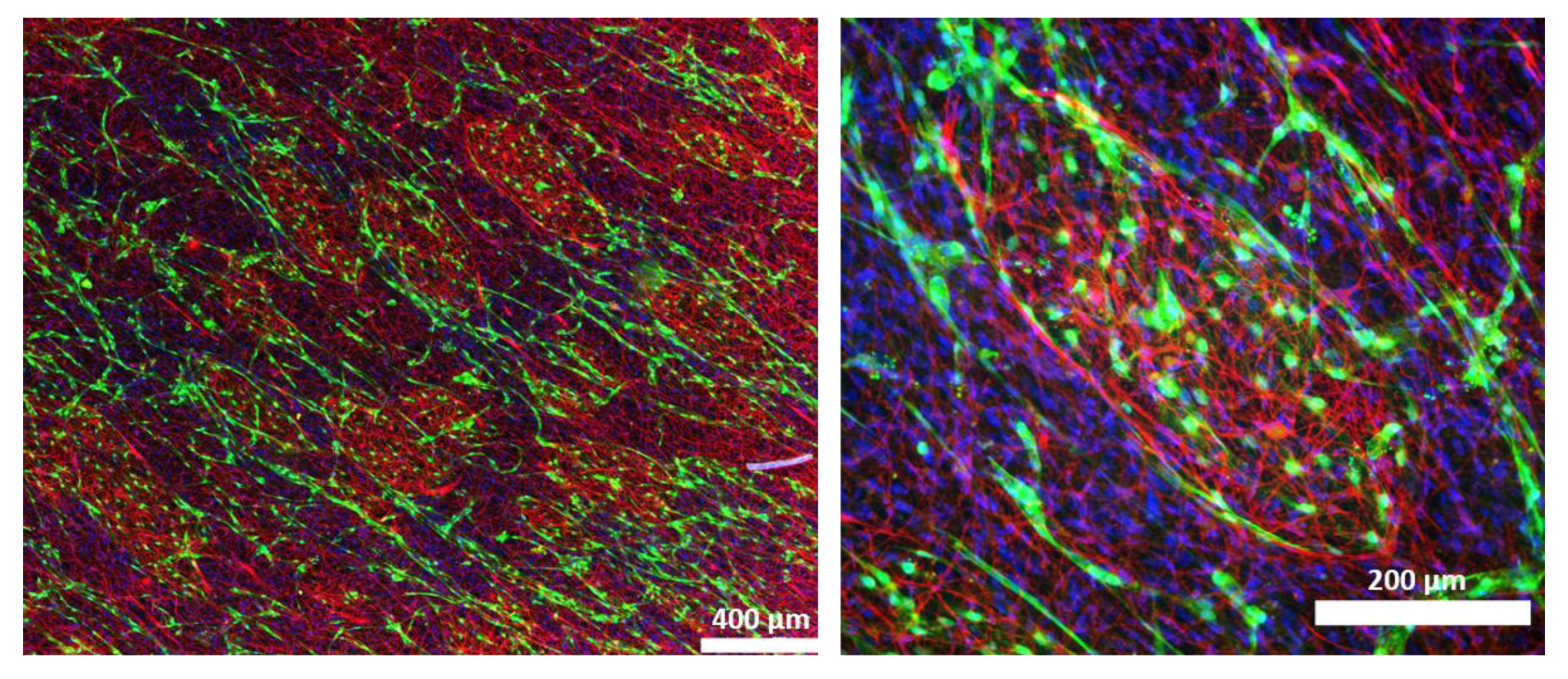 Biomolecules 12 00820 g006