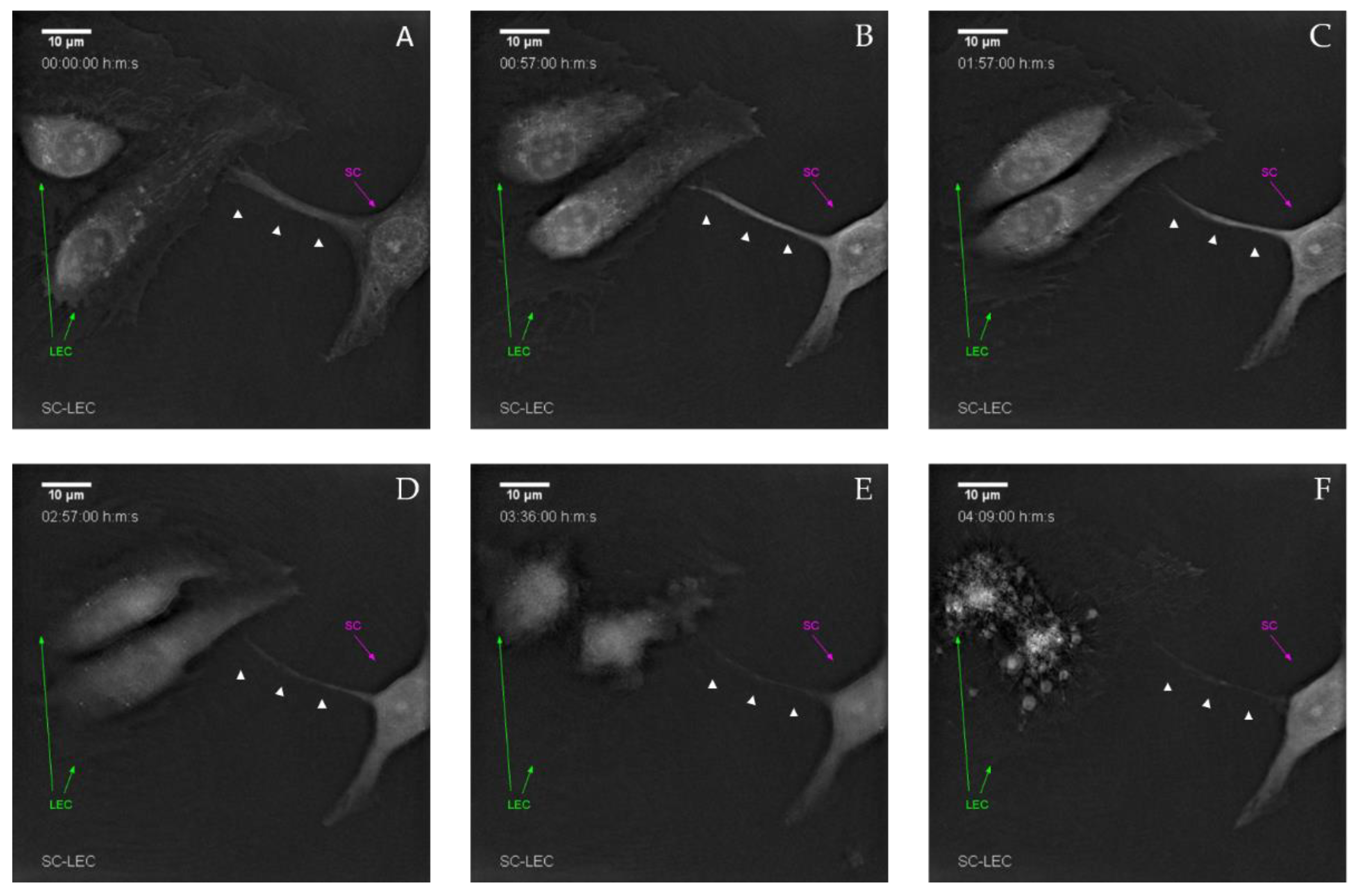 Biomolecules 12 00820 g007