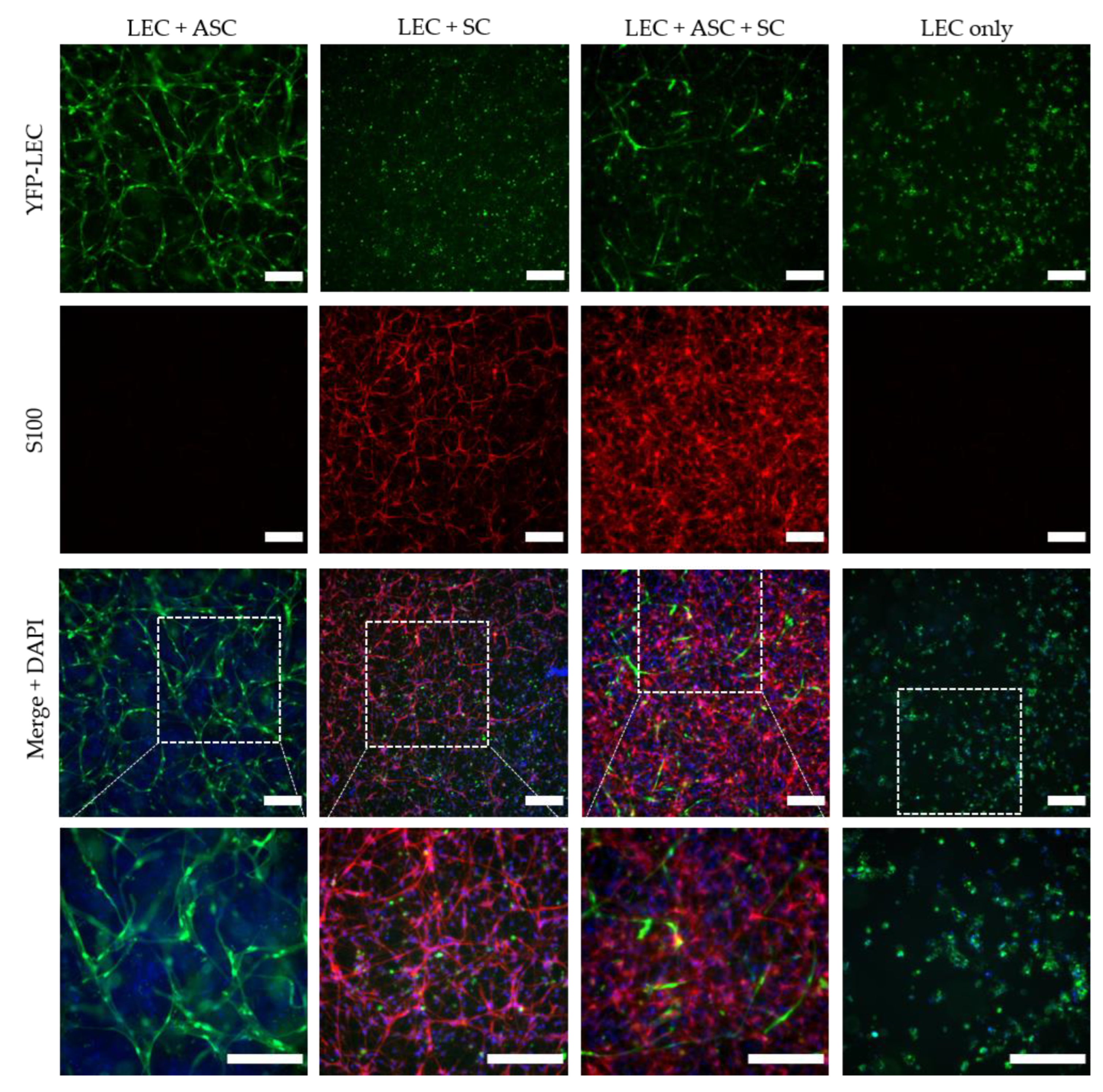 Biomolecules 12 00820 g008
