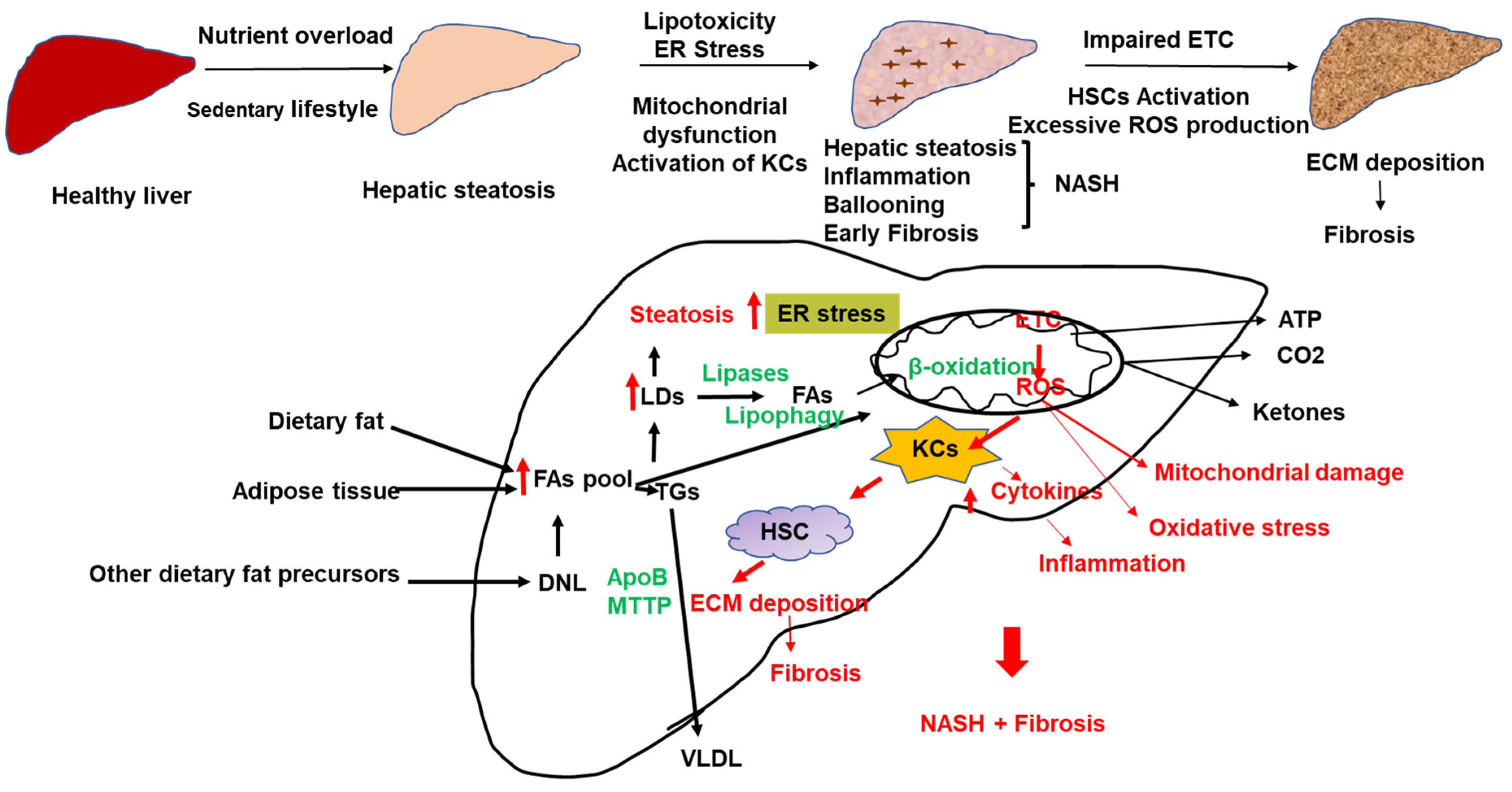 Biomolecules 12 00824 g001