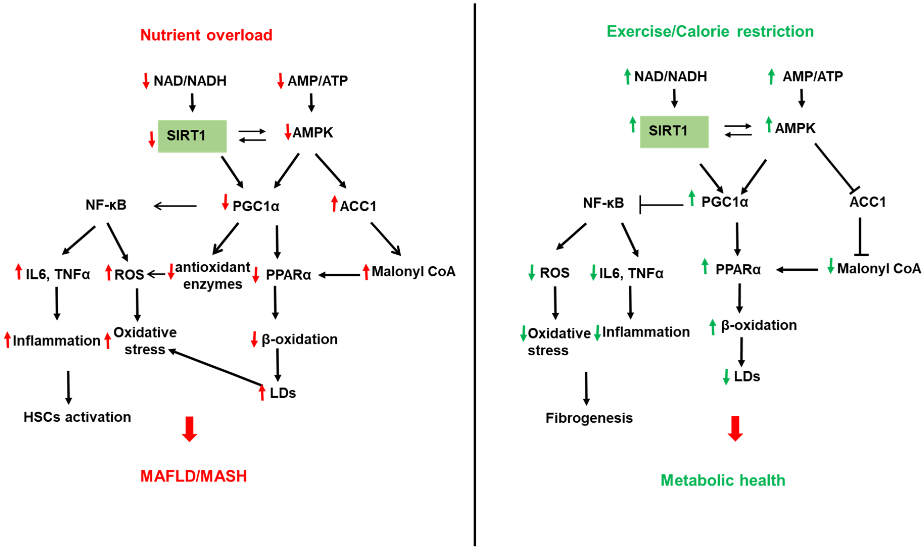 Biomolecules 12 00824 g002