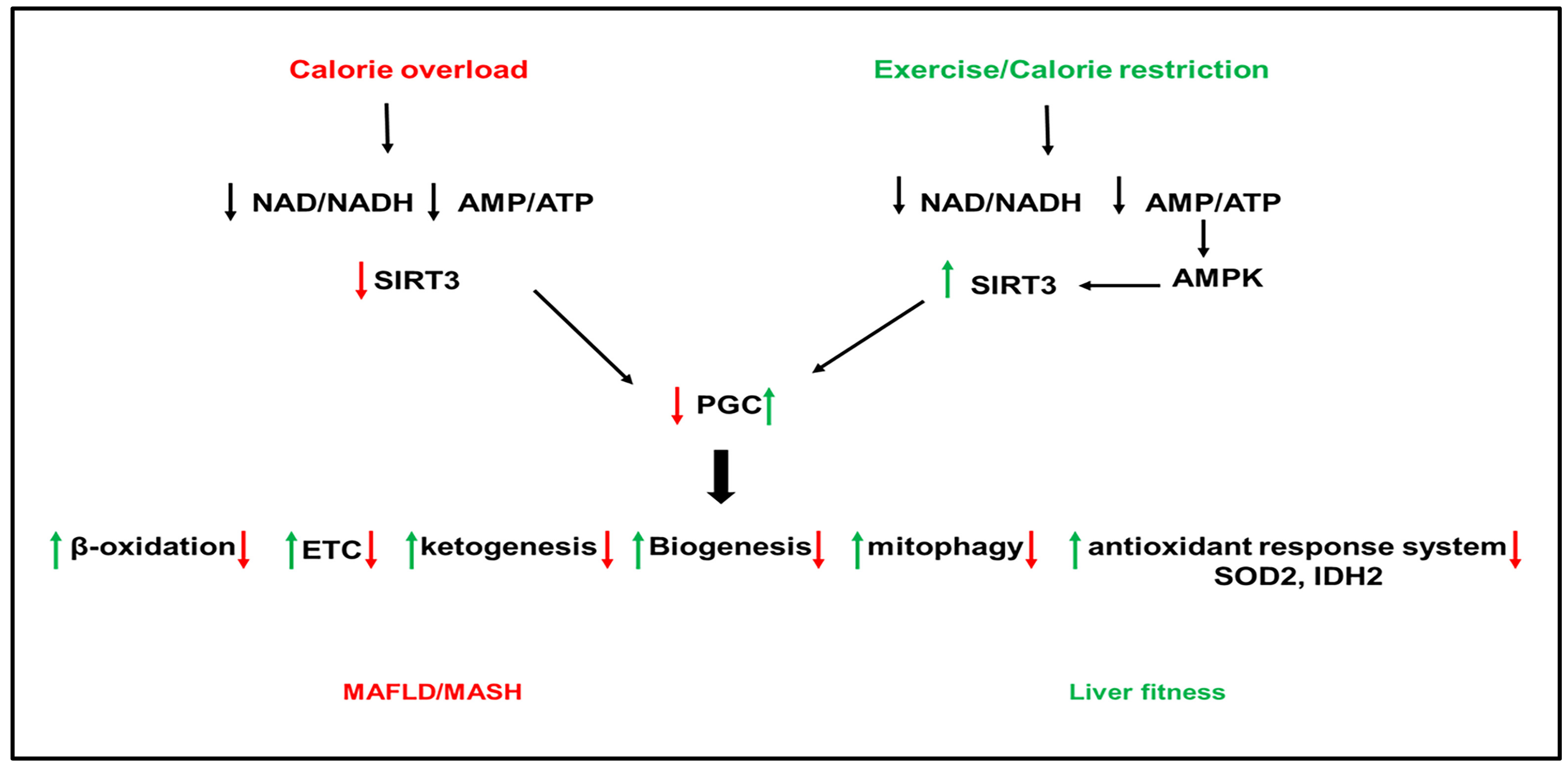 Biomolecules 12 00824 g003