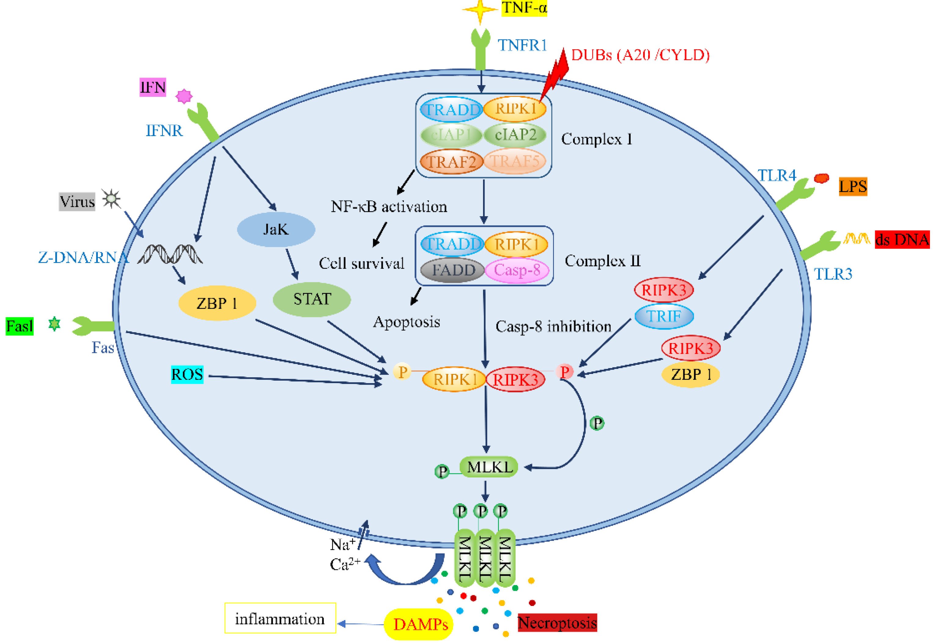 Biomolecules 12 00828 g001