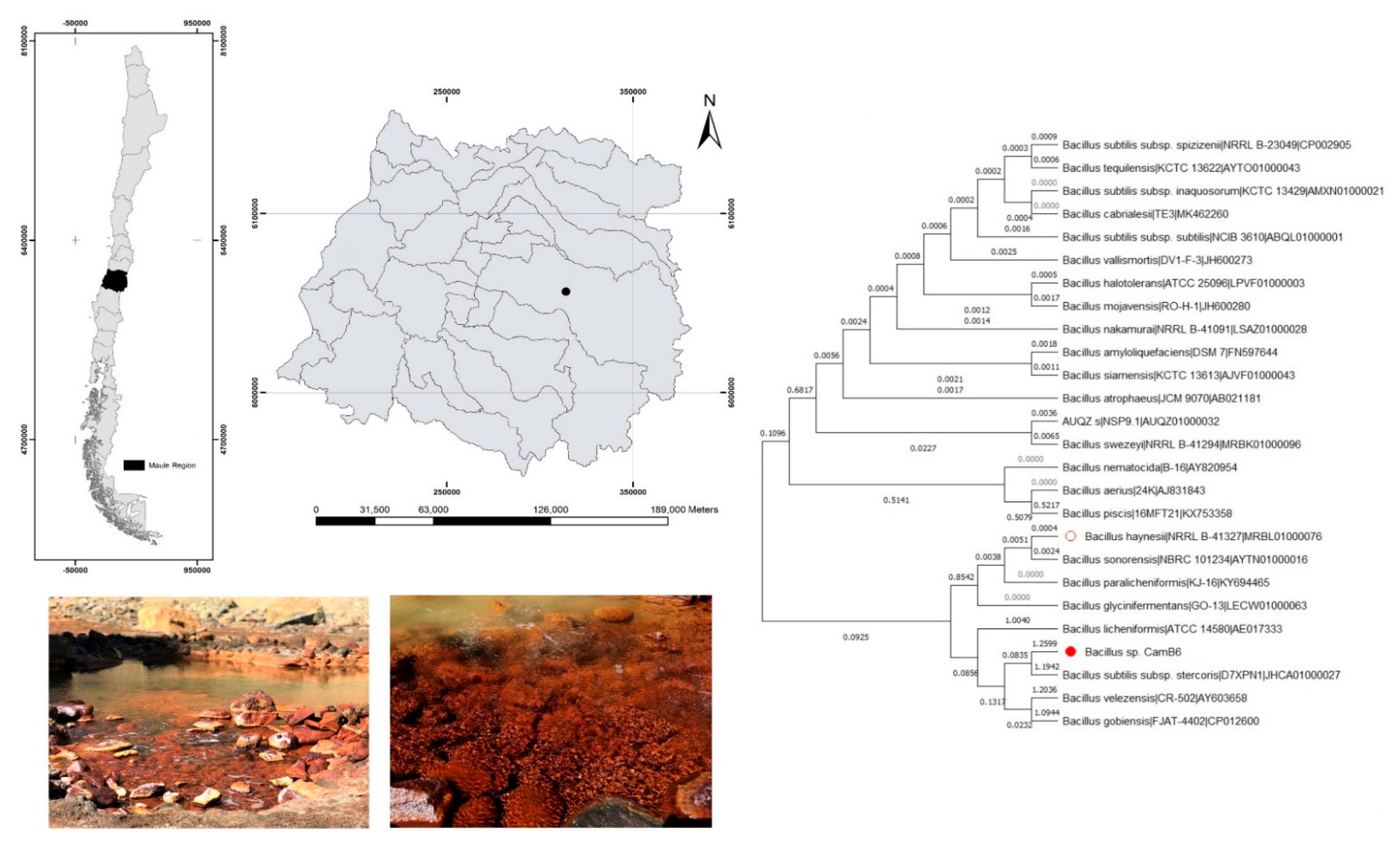 Biomolecules 12 00834 g001