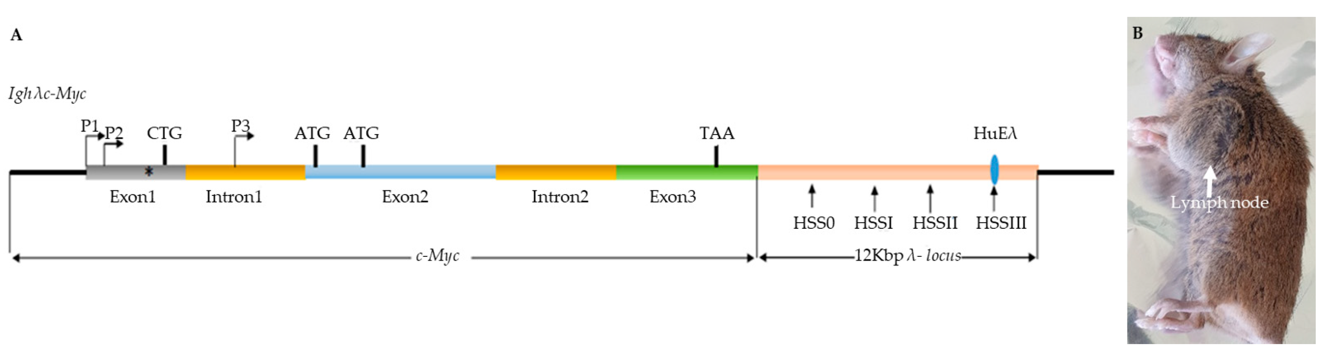 Biomolecules 12 00836 g001 Biomolecules 12 00836 g001
