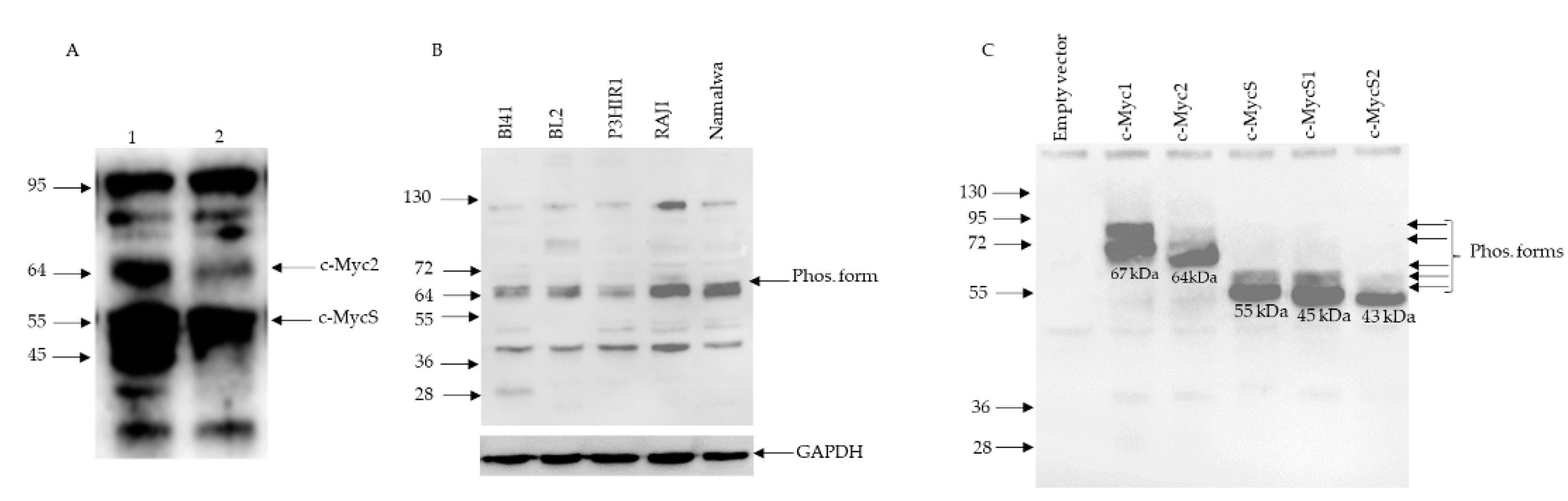 Biomolecules 12 00836 g002 Biomolecules 12 00836 g002