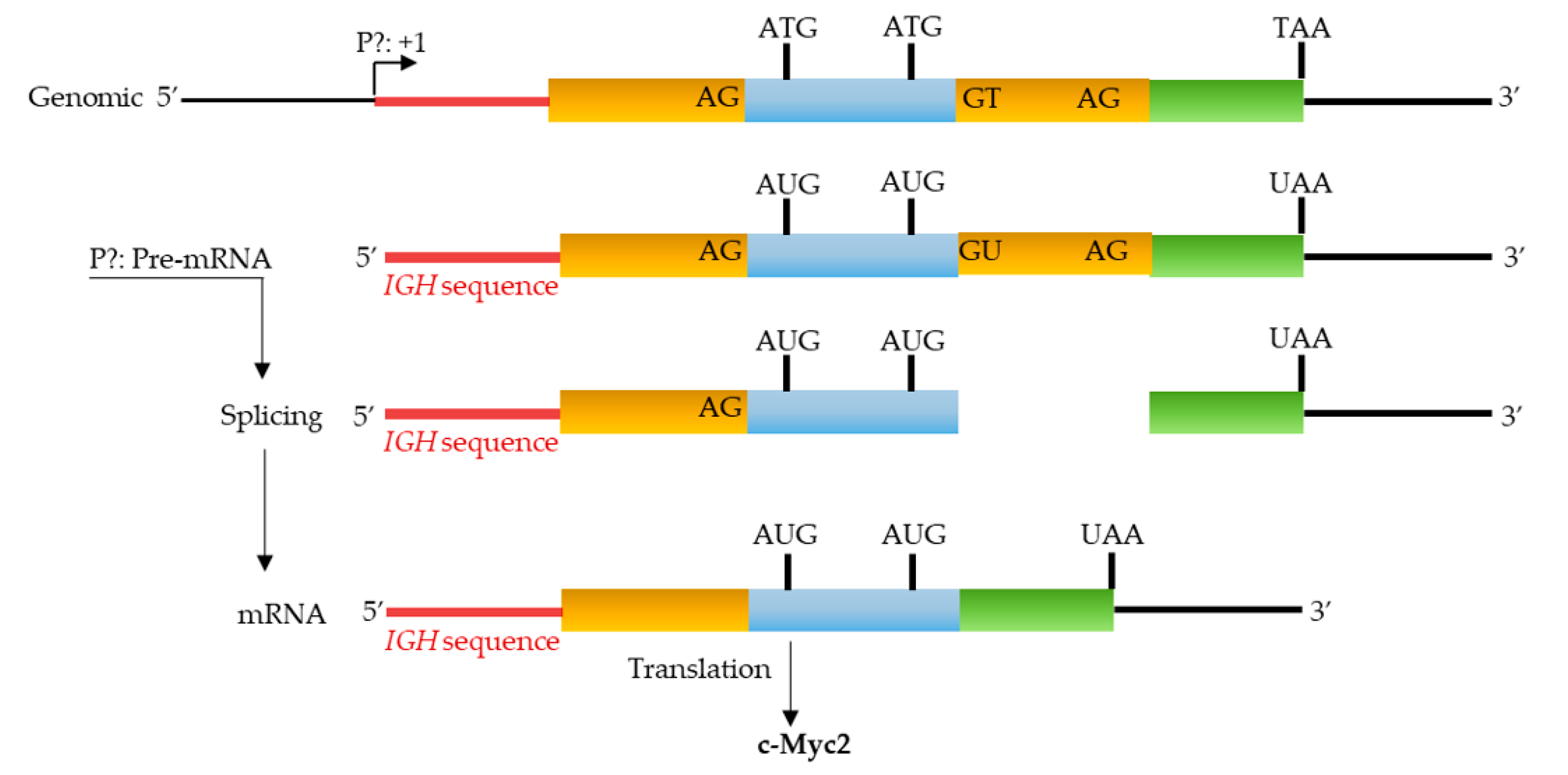 Biomolecules 12 00836 g004 Biomolecules 12 00836 g004