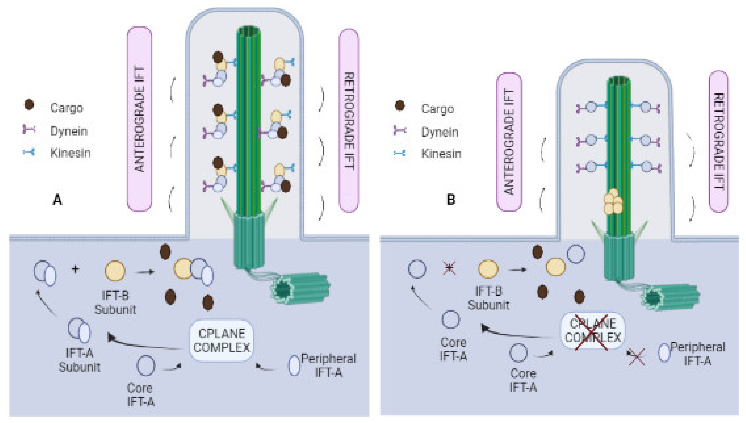 Biomolecules 12 00847 g001 Biomolecules 12 00847 g001