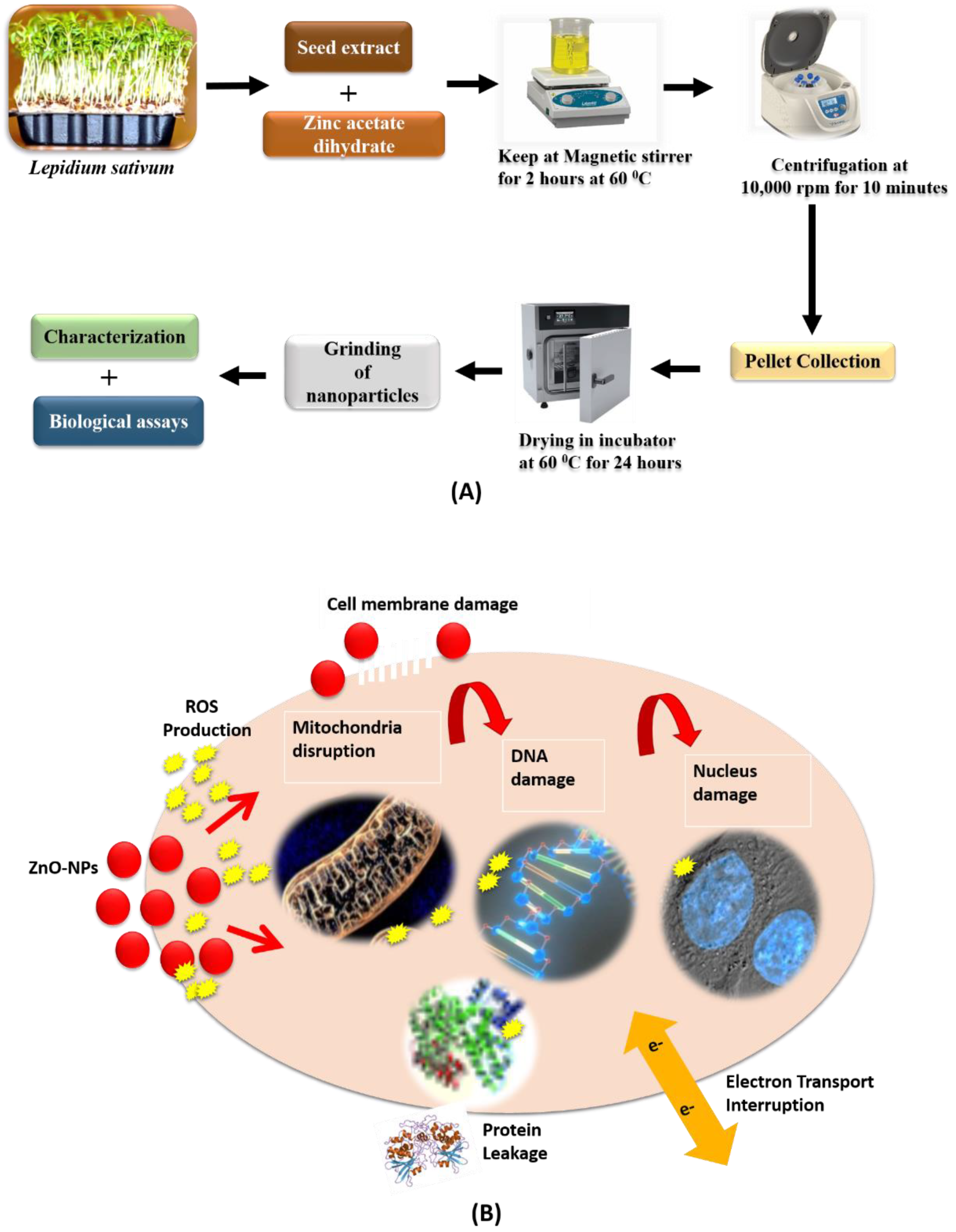 Biomolecules 12 00855 g001