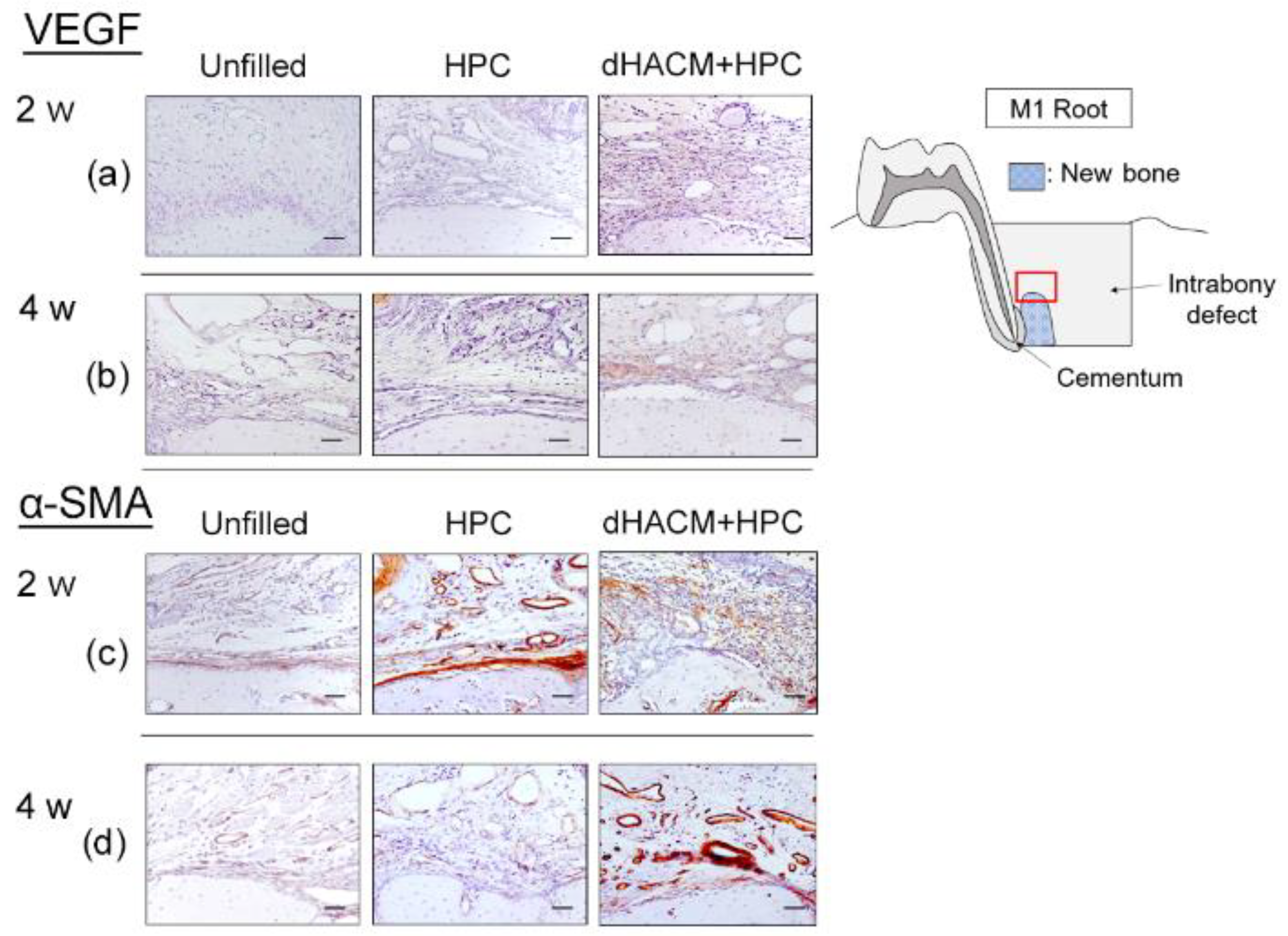 Biomolecules 12 00857 g005