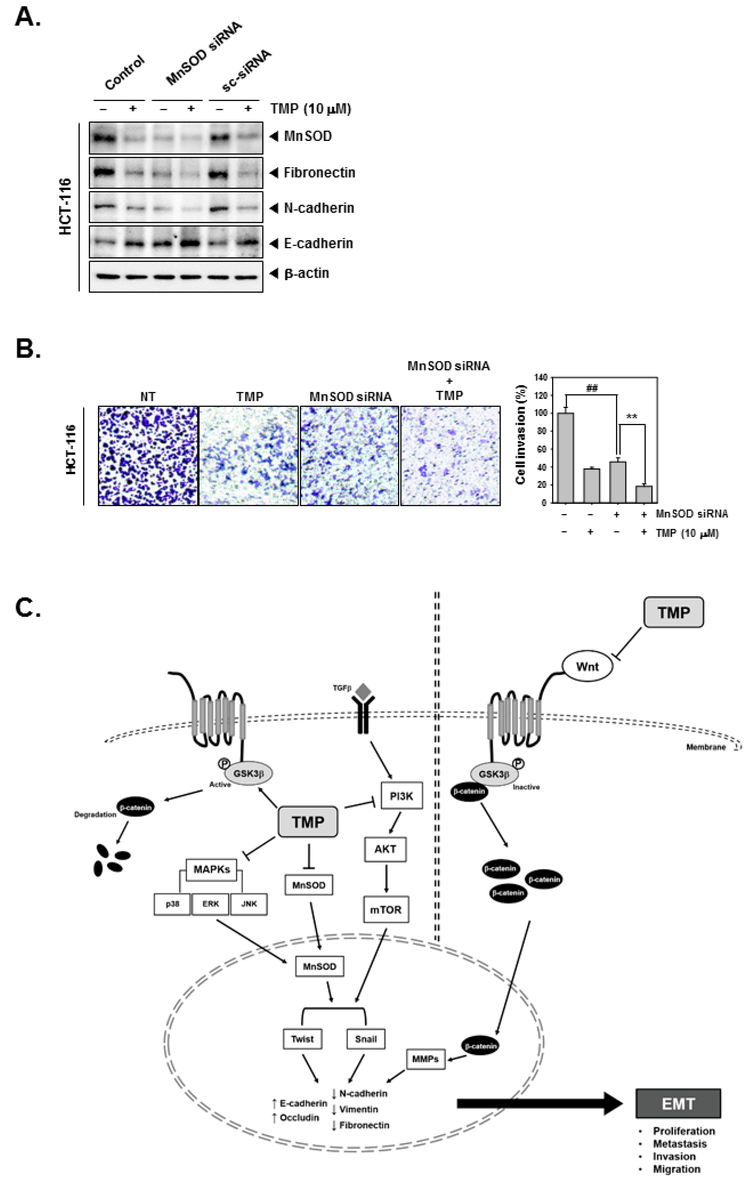 Biomolecules 12 00891 g005