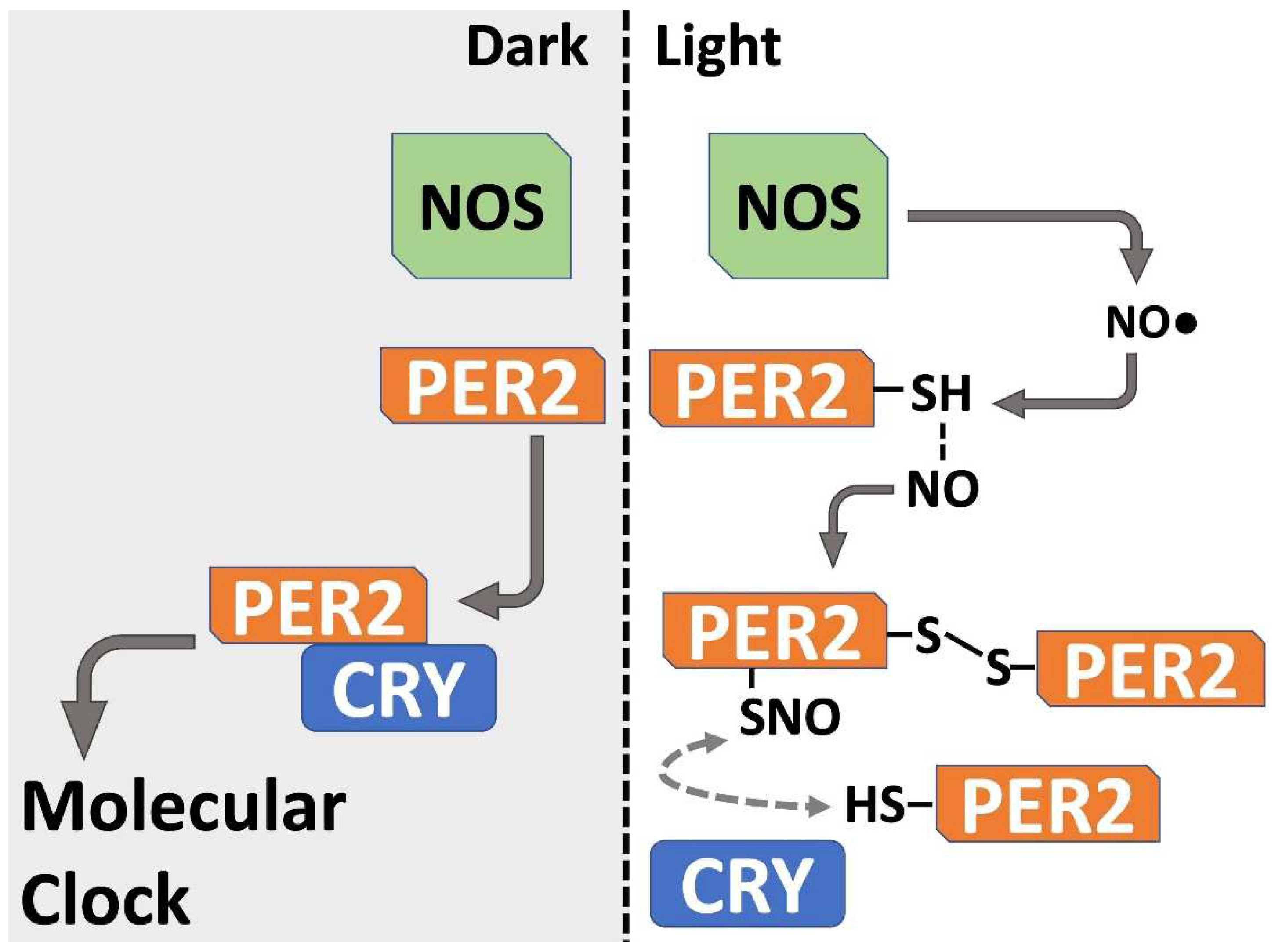 Biomolecules 12 00892 g004