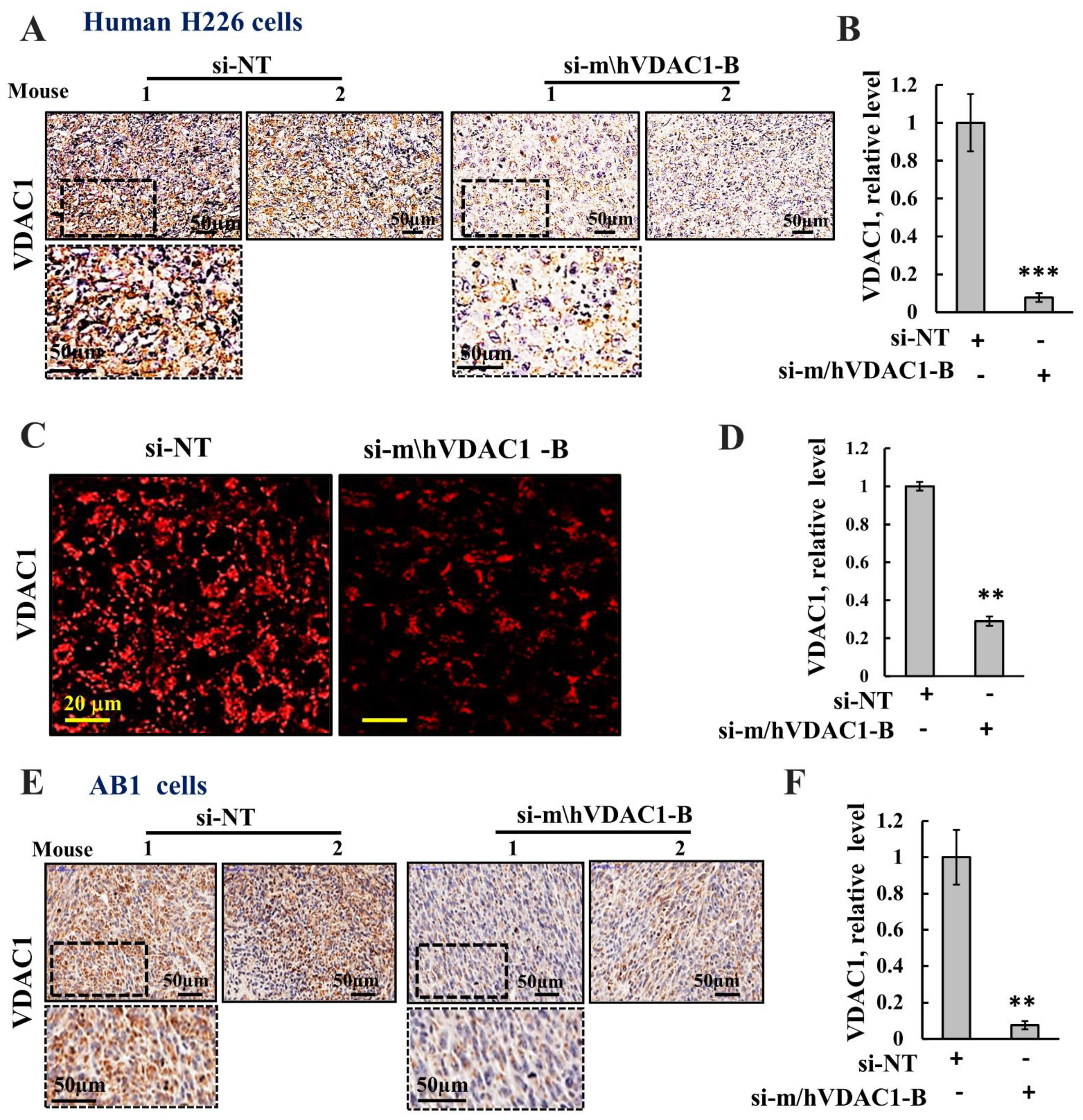 Biomolecules 12 00895 g004