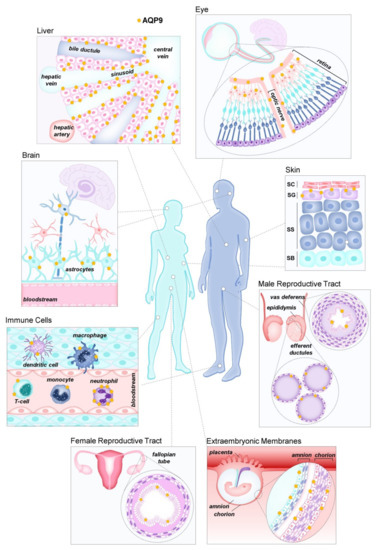 Biomolecules 12 00897 g002