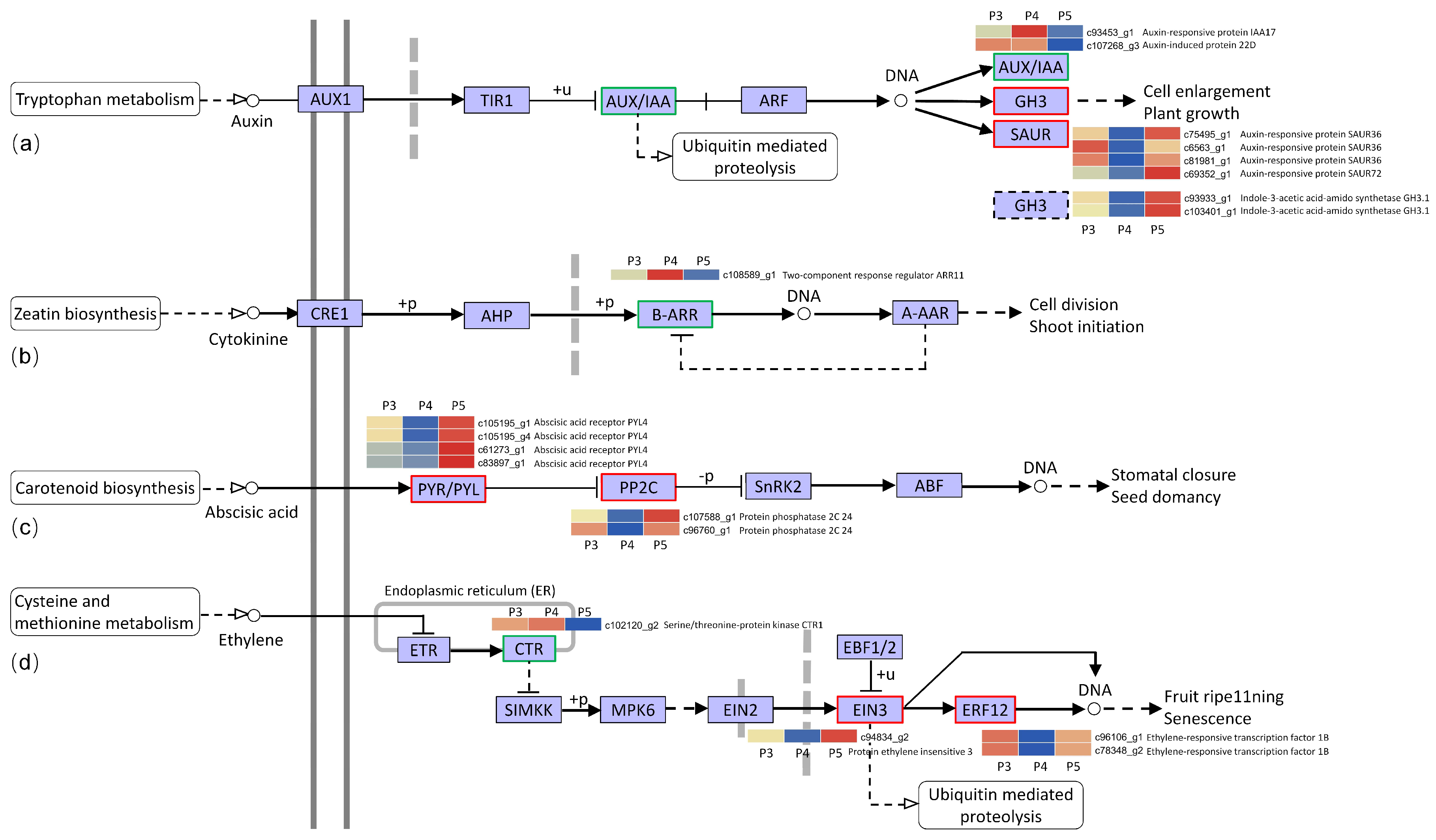 Biomolecules 12 00899 g005
