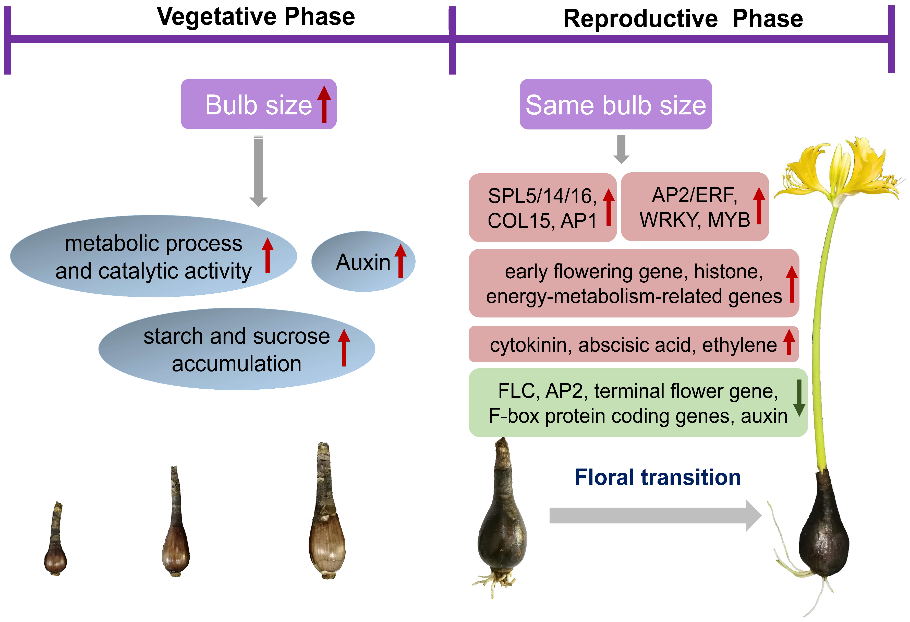 Biomolecules 12 00899 g008