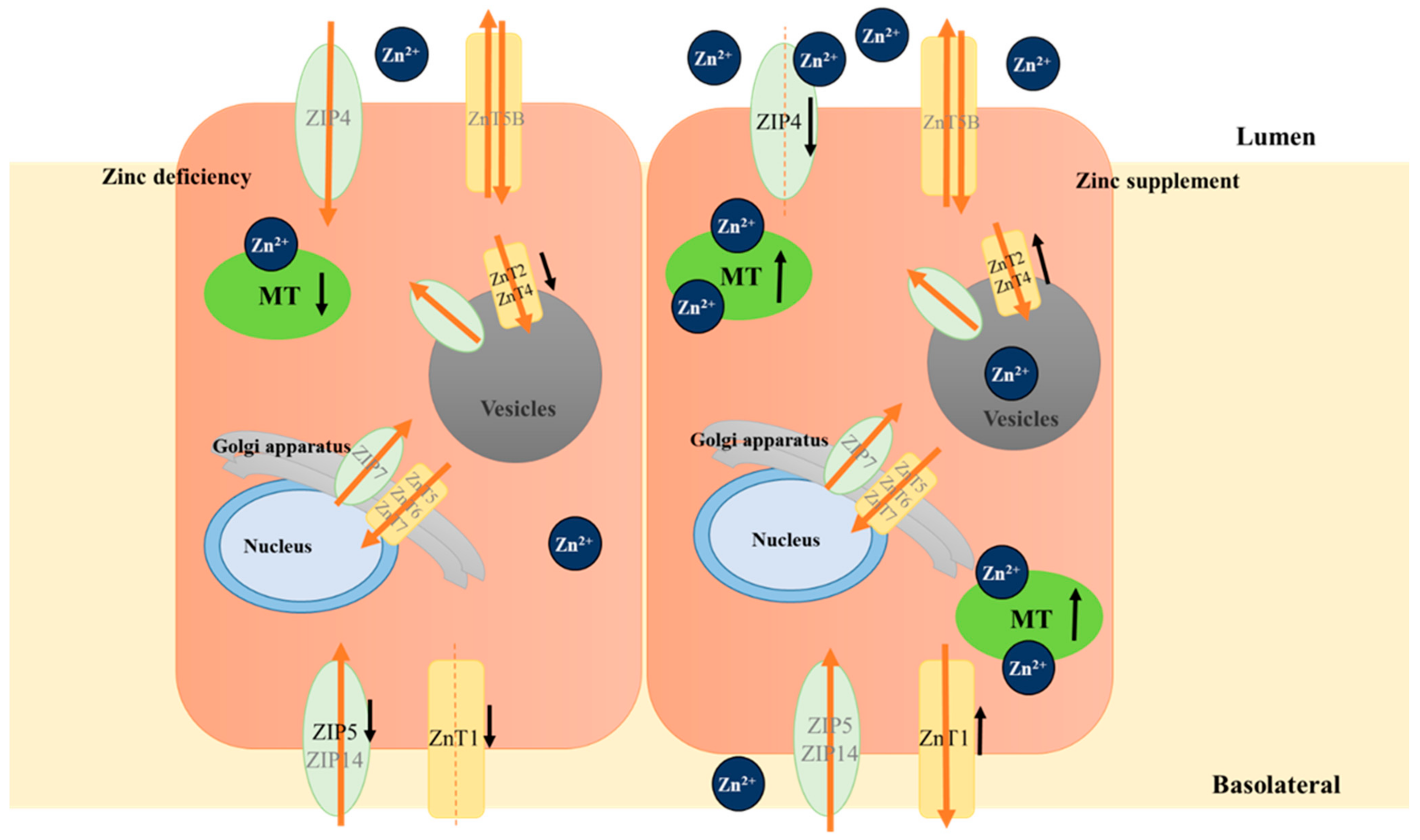 Biomolecules 12 00900 g001