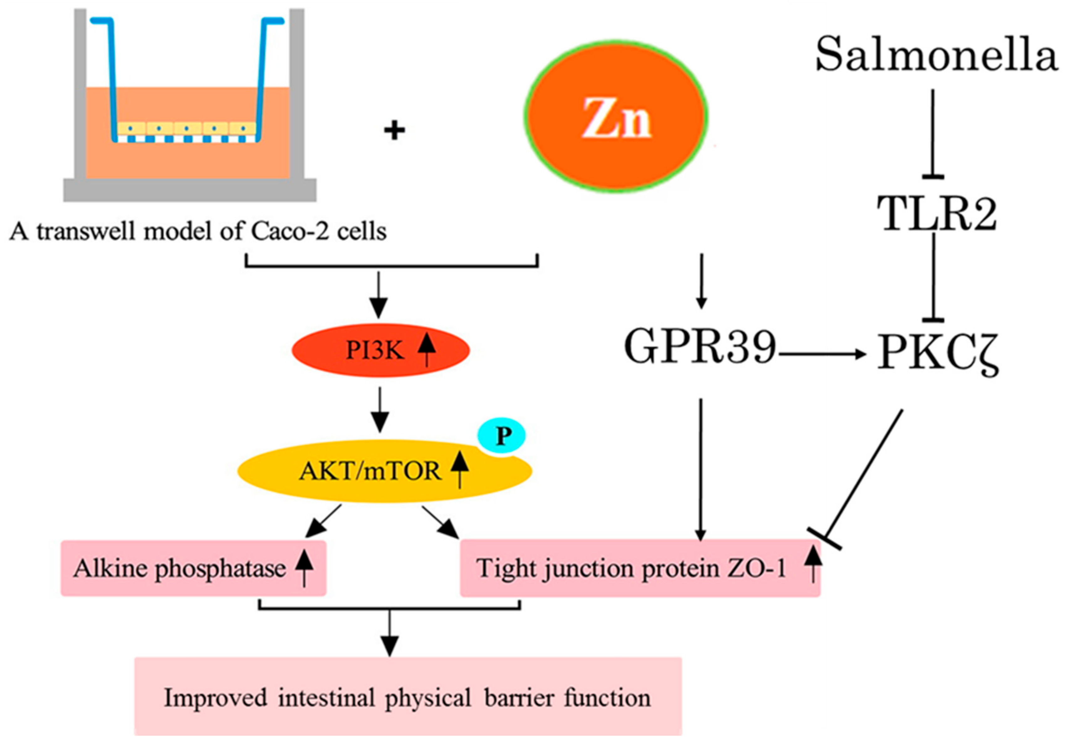 Biomolecules 12 00900 g002