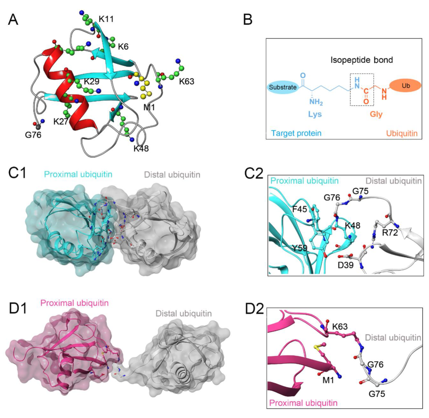 Biomolecules 12 00910 g001 Biomolecules 12 00910 g001