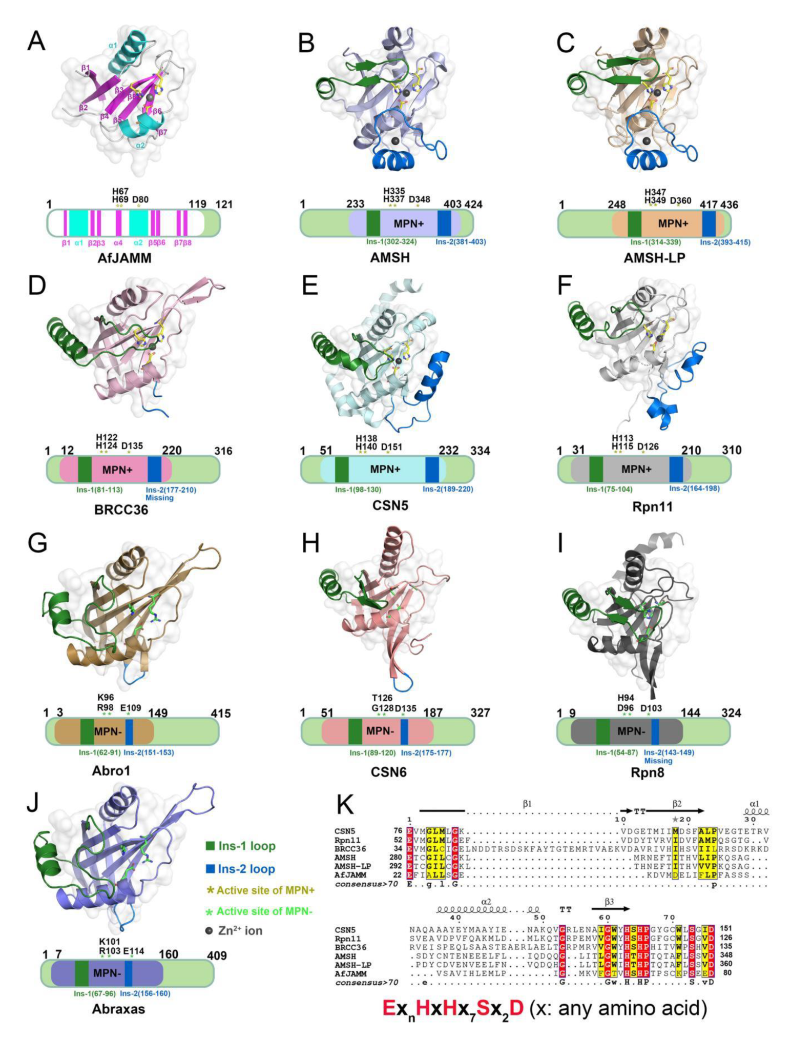 Biomolecules 12 00910 g002 Biomolecules 12 00910 g002