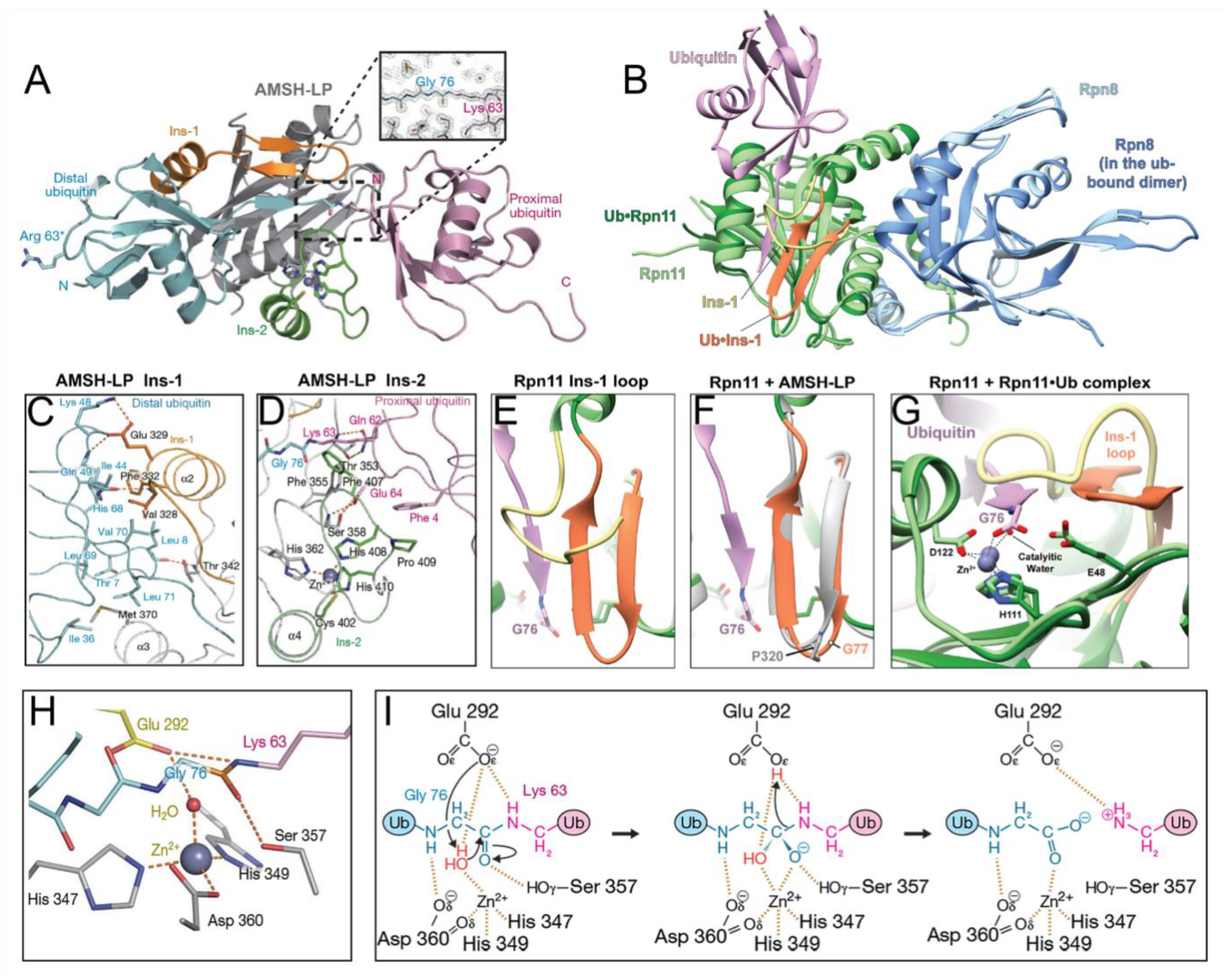 Biomolecules 12 00910 g003 Biomolecules 12 00910 g003
