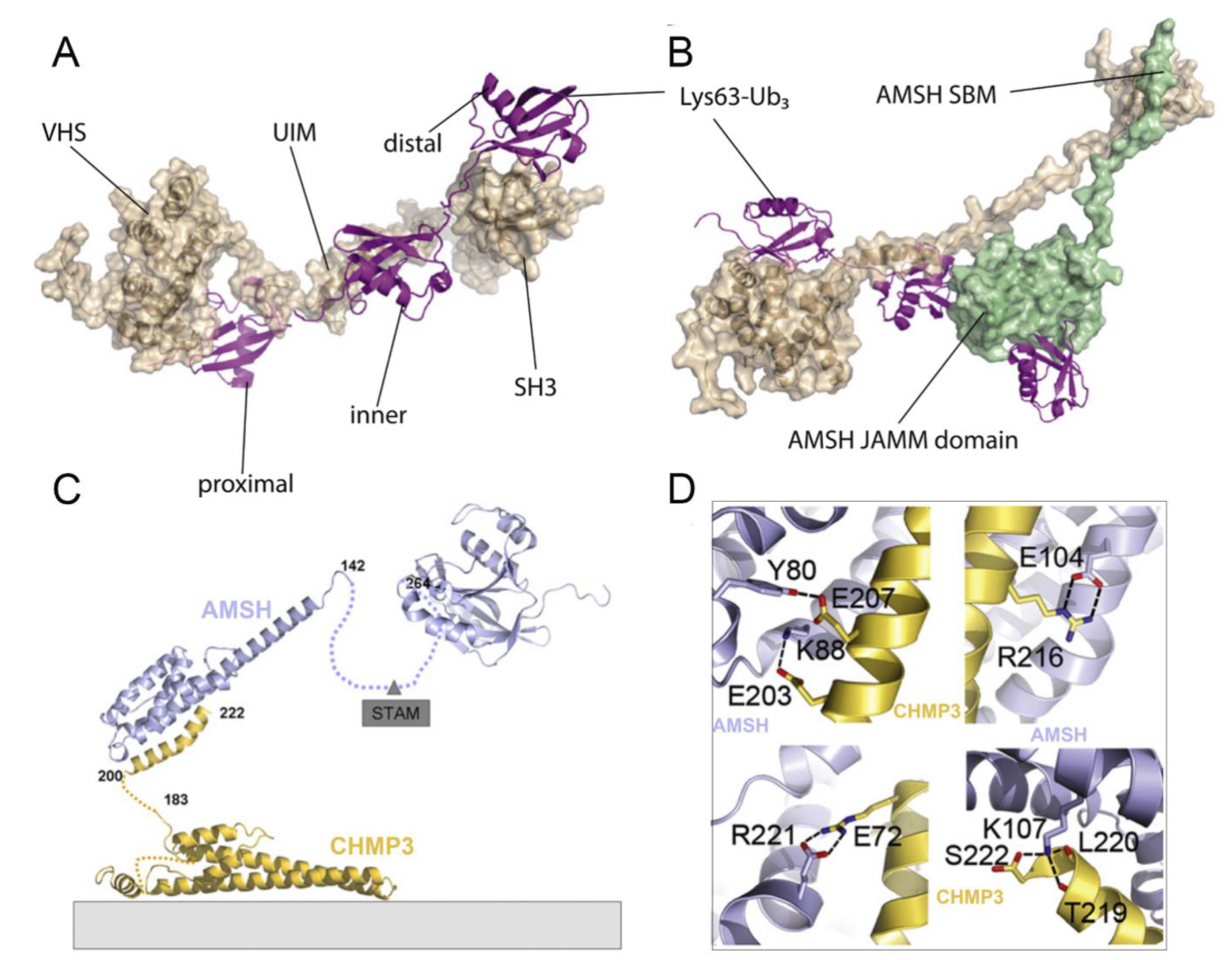 Biomolecules 12 00910 g004 Biomolecules 12 00910 g004
