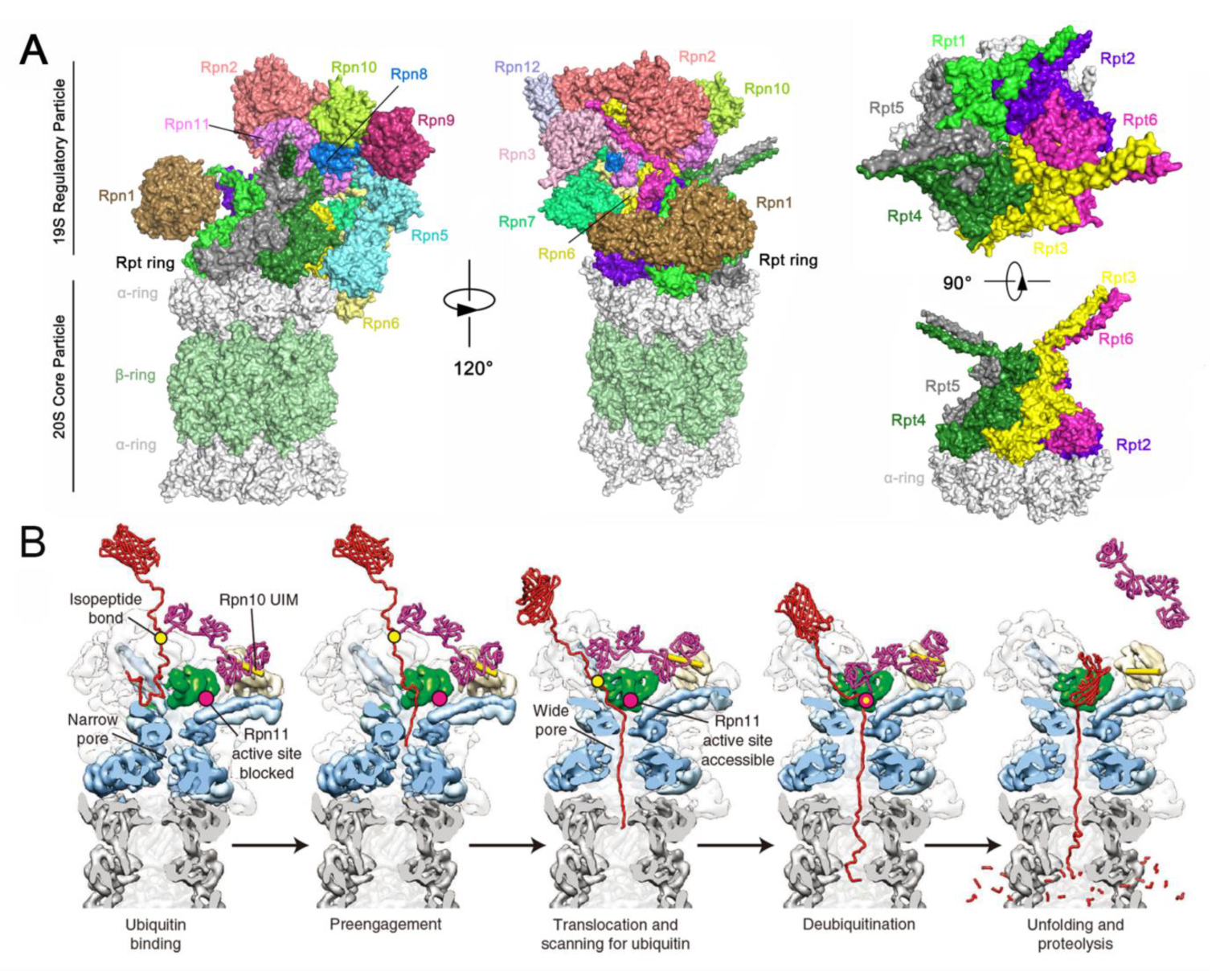 Biomolecules 12 00910 g006 Biomolecules 12 00910 g006