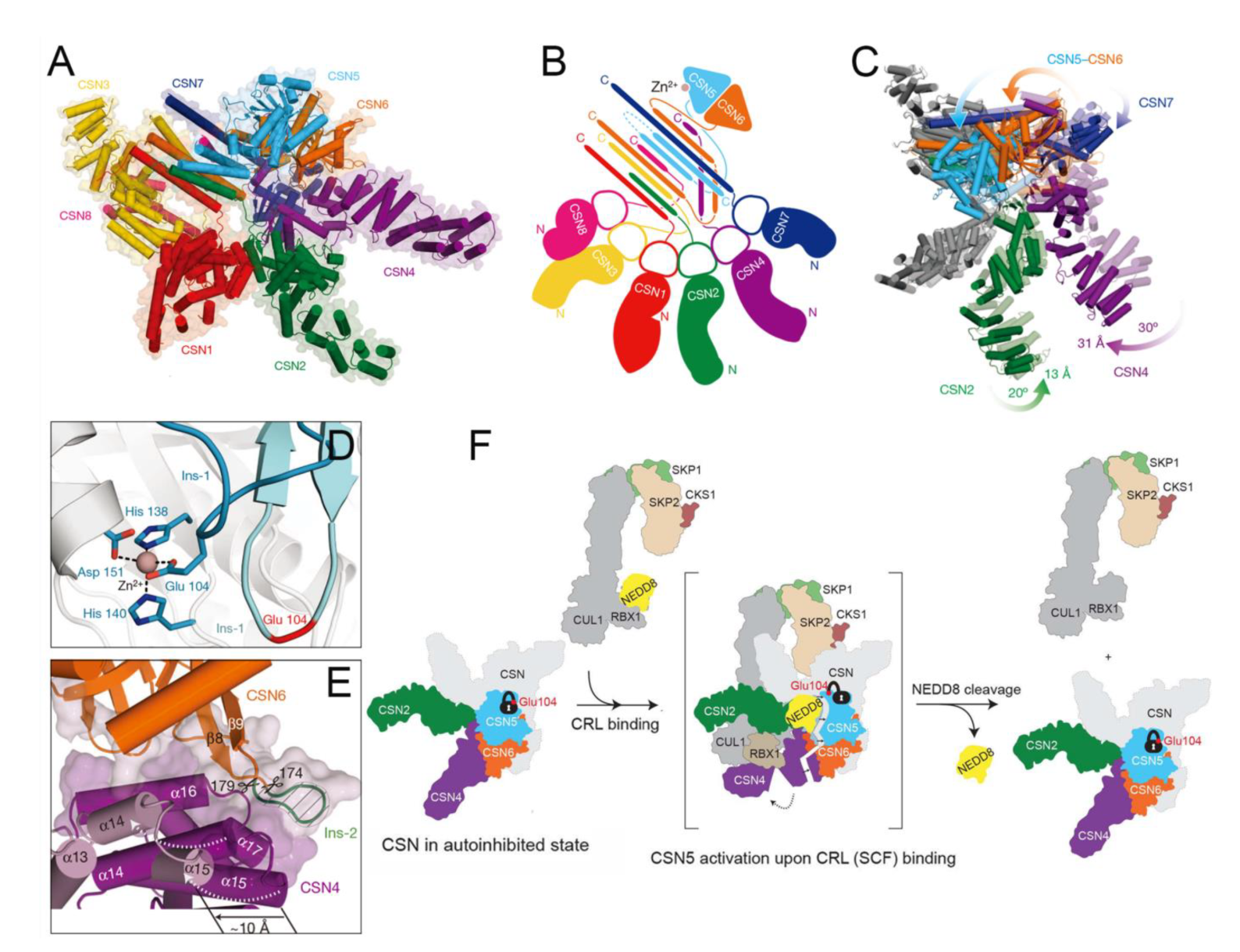 Biomolecules 12 00910 g007 Biomolecules 12 00910 g007