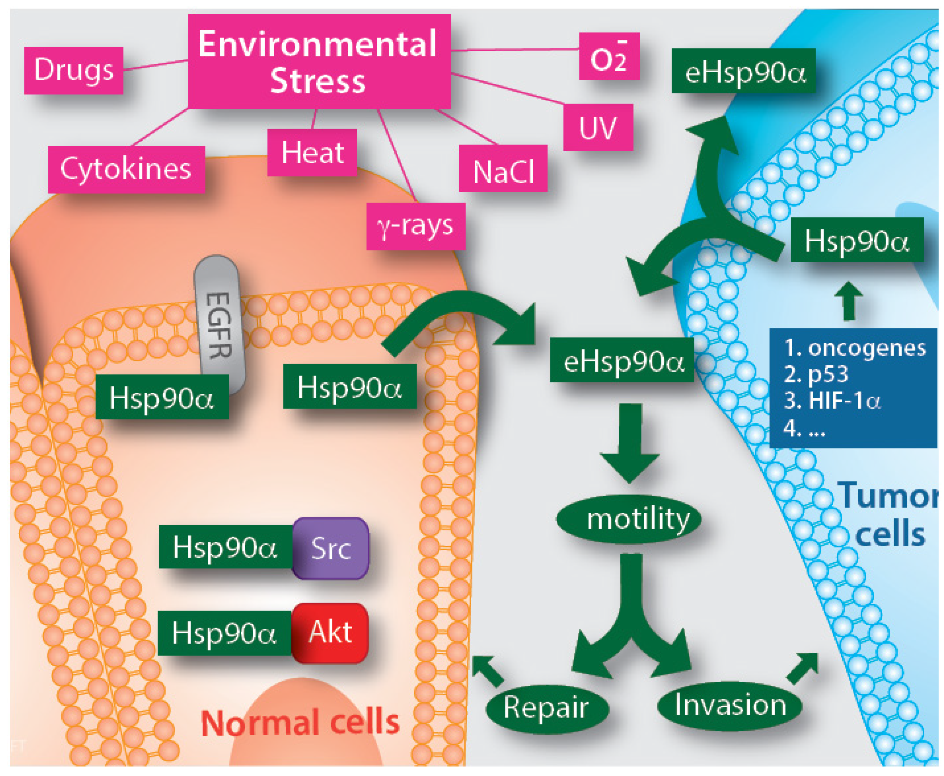 Biomolecules 12 00911 g002