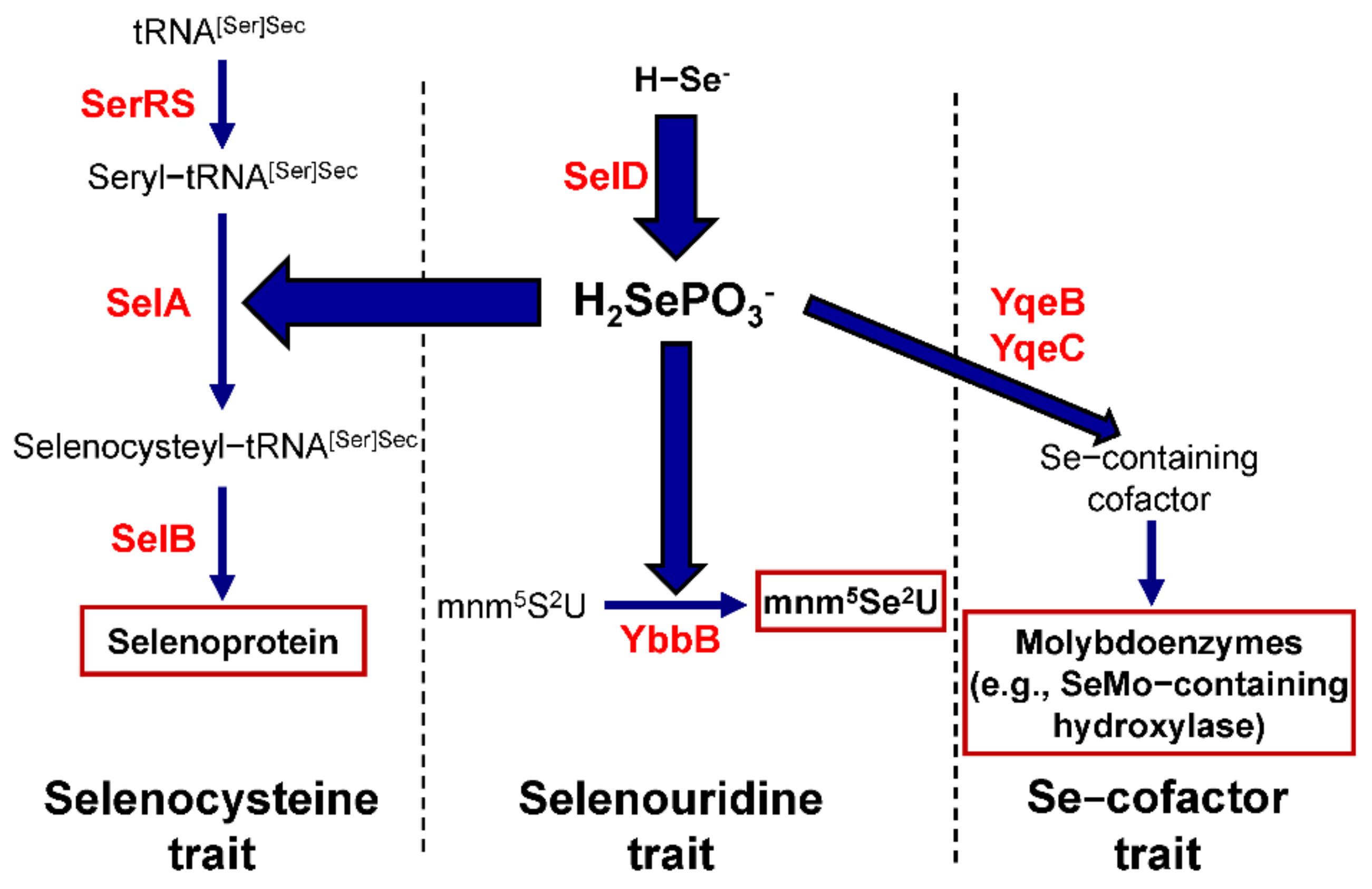 Biomolecules 12 00917 g001