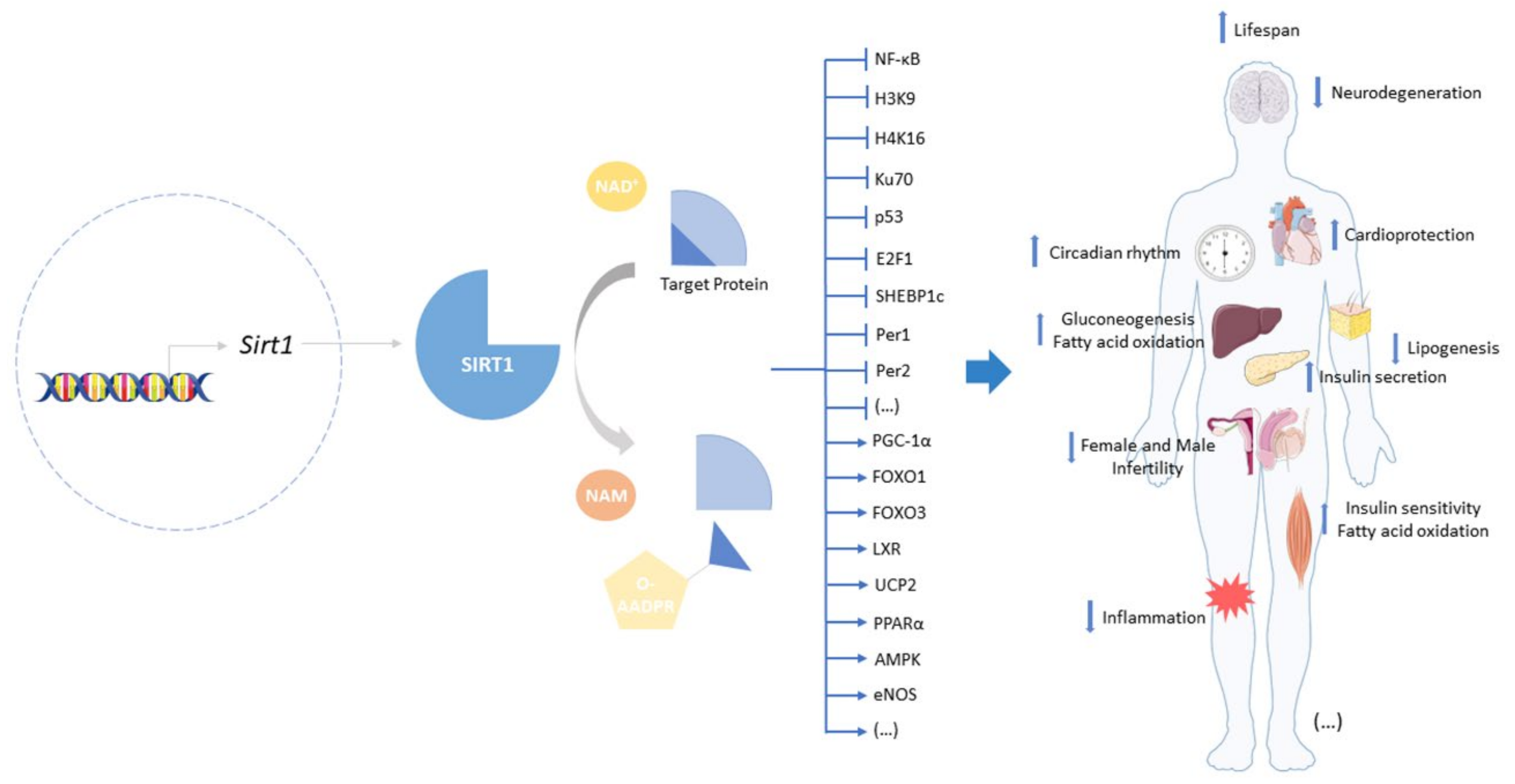 Biomolecules 12 00921 g001 Biomolecules 12 00921 g001