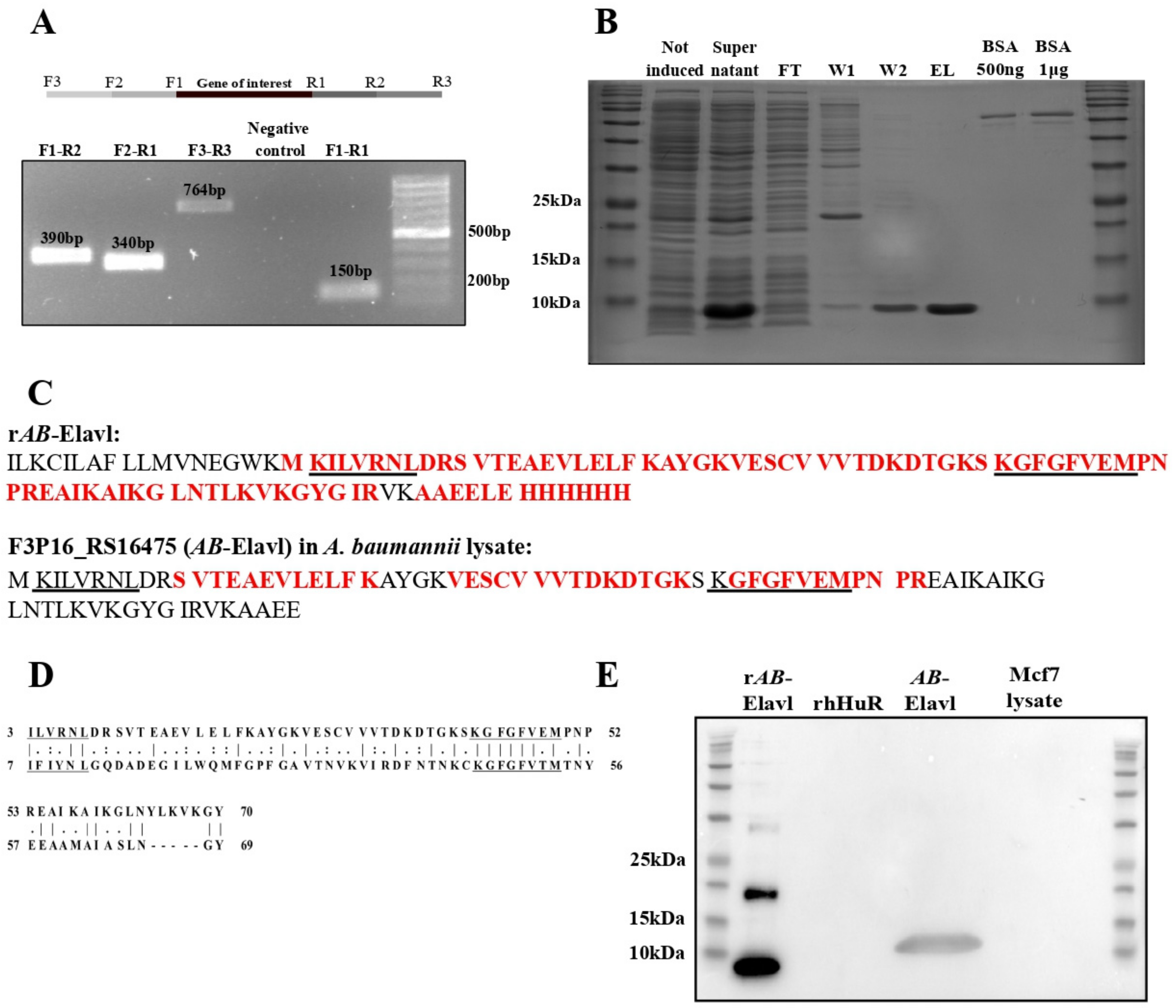 Biomolecules 12 00922 g002 Biomolecules 12 00922 g002