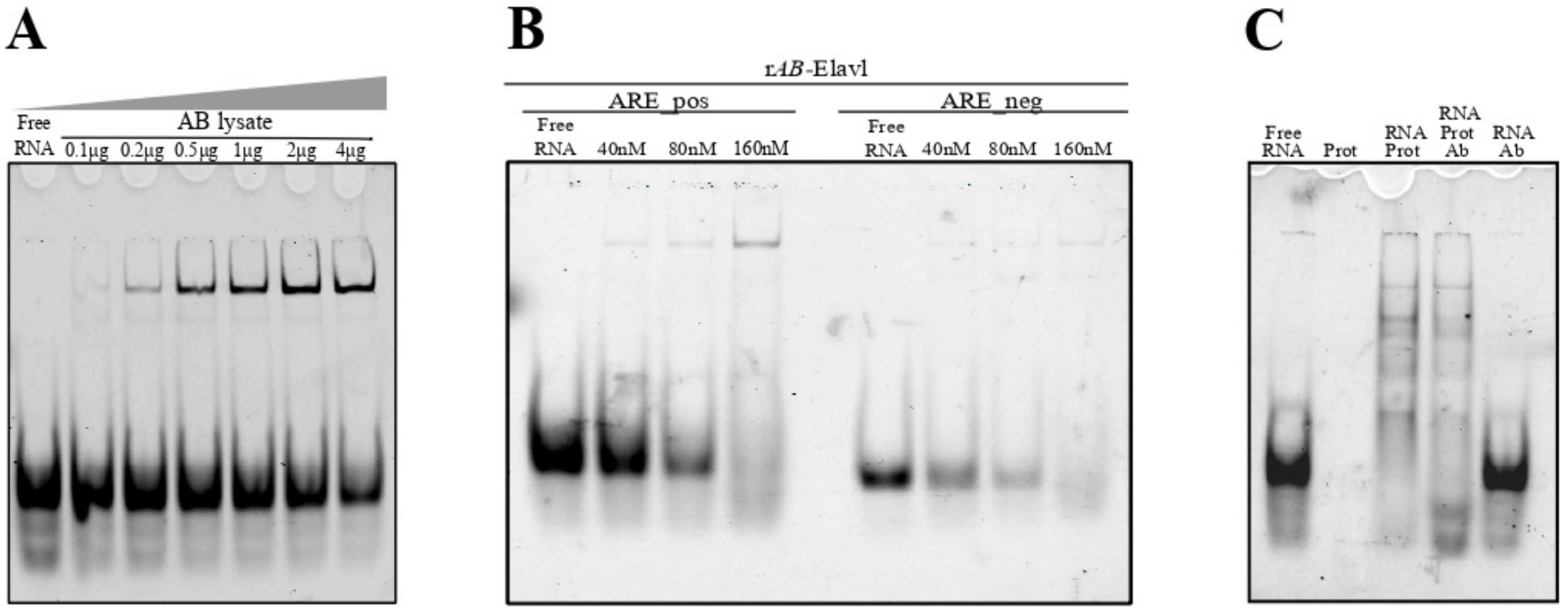 Biomolecules 12 00922 g006 Biomolecules 12 00922 g006