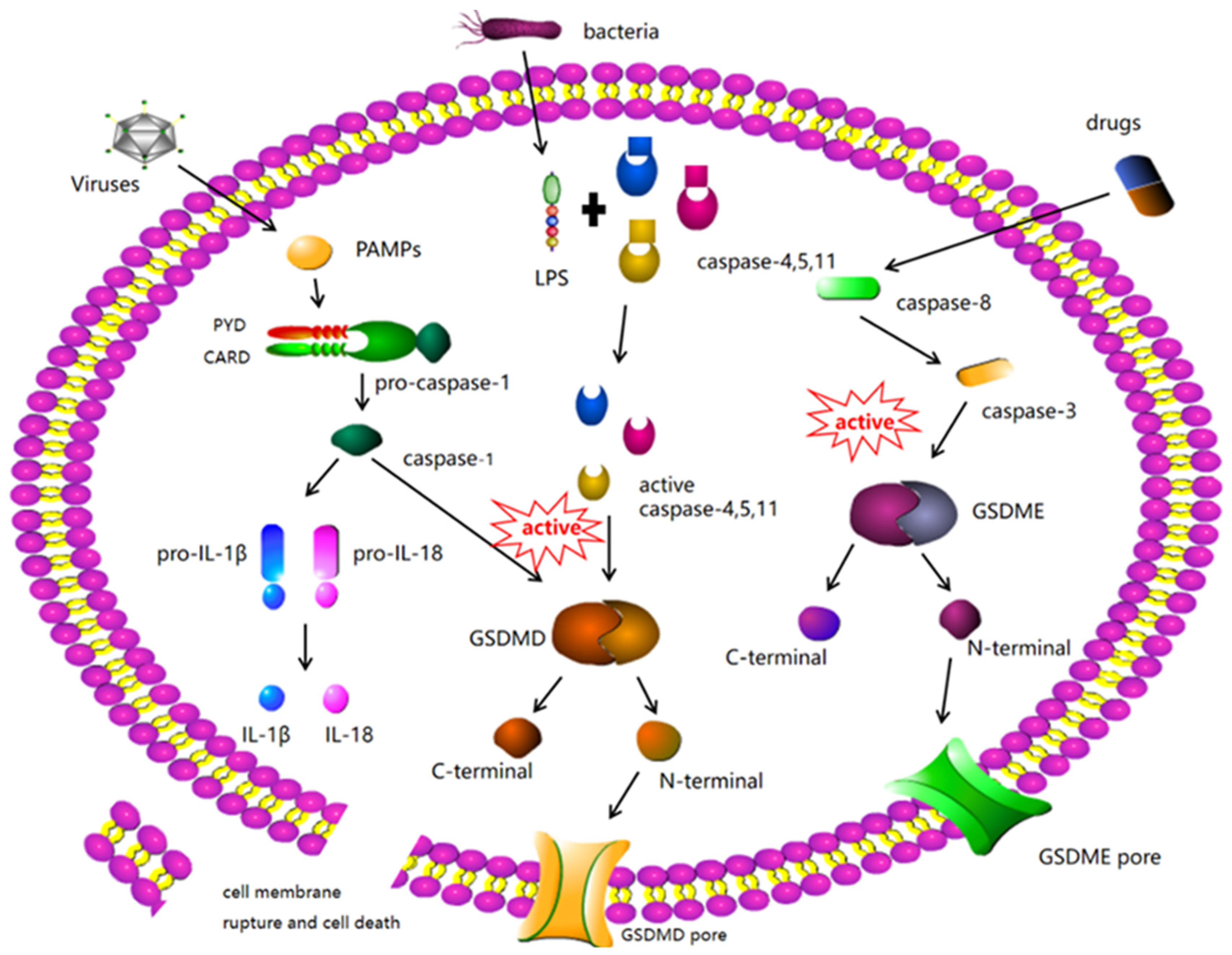 Biomolecules 12 00924 g001 Biomolecules 12 00924 g001