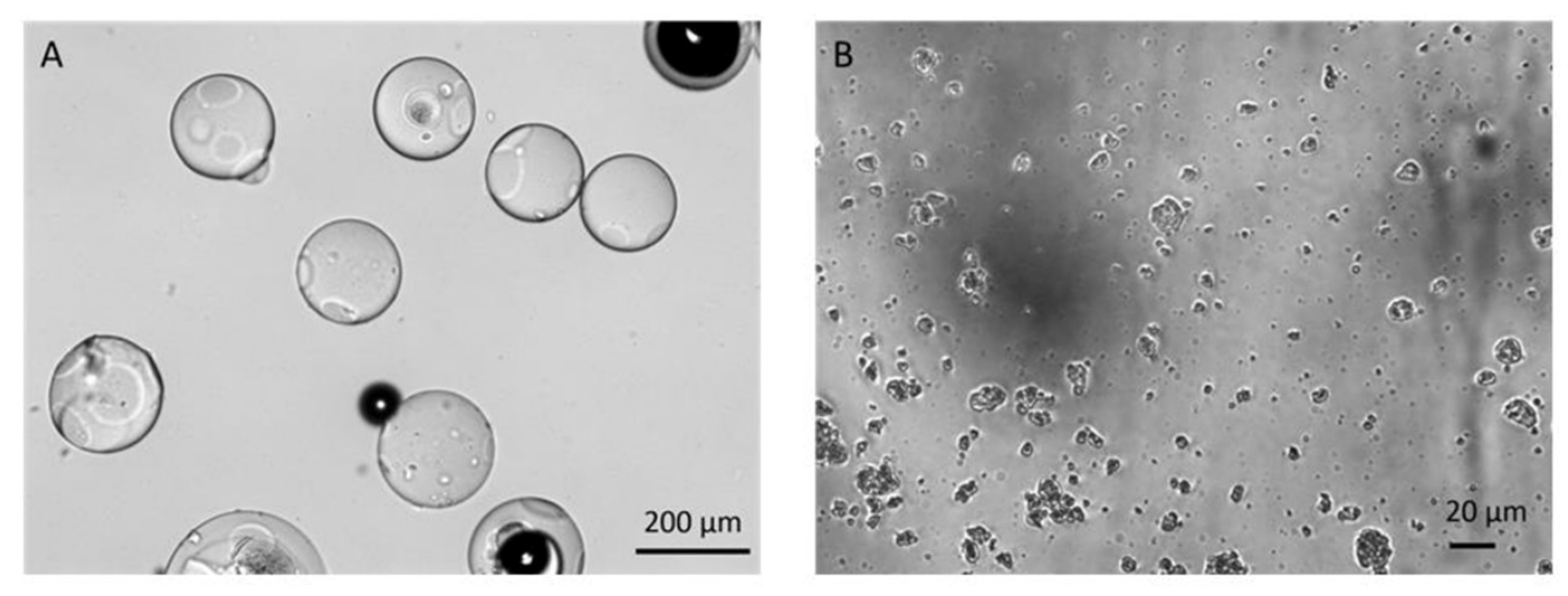 Biomolecules 12 00931 g002