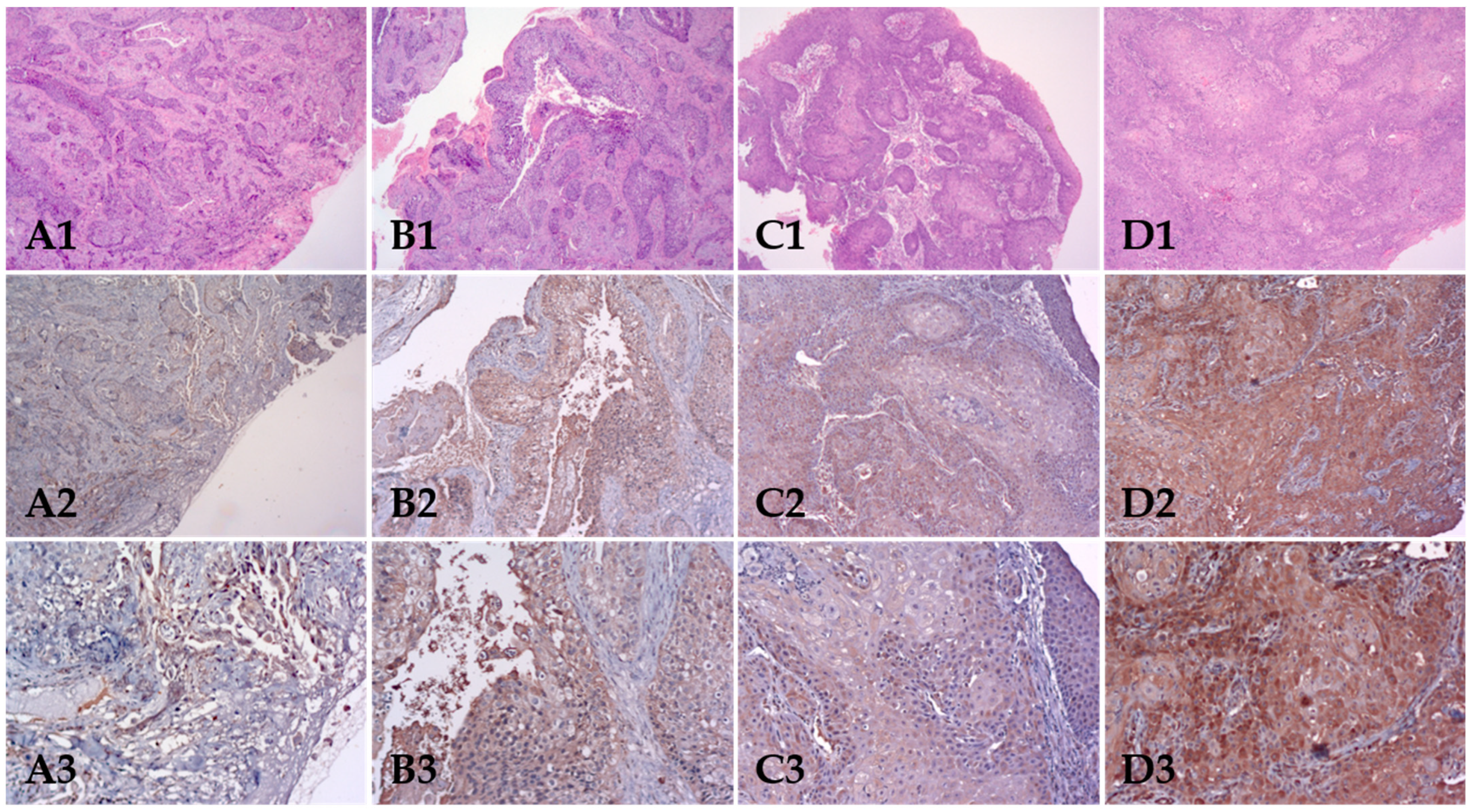 Biomolecules 12 00935 g001 Biomolecules 12 00935 g001